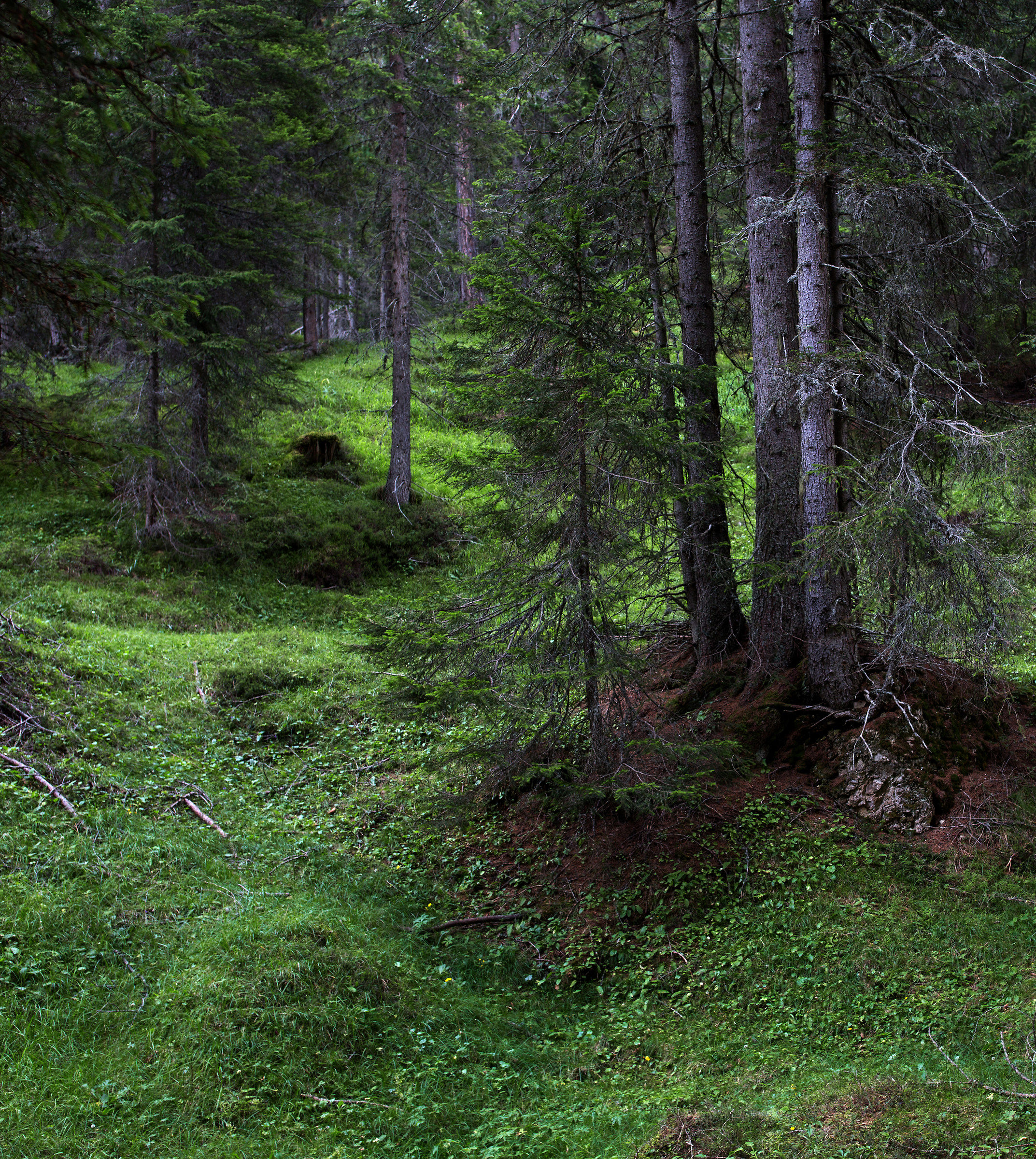 In the woods of the Grand yoke-San Martino in Badia