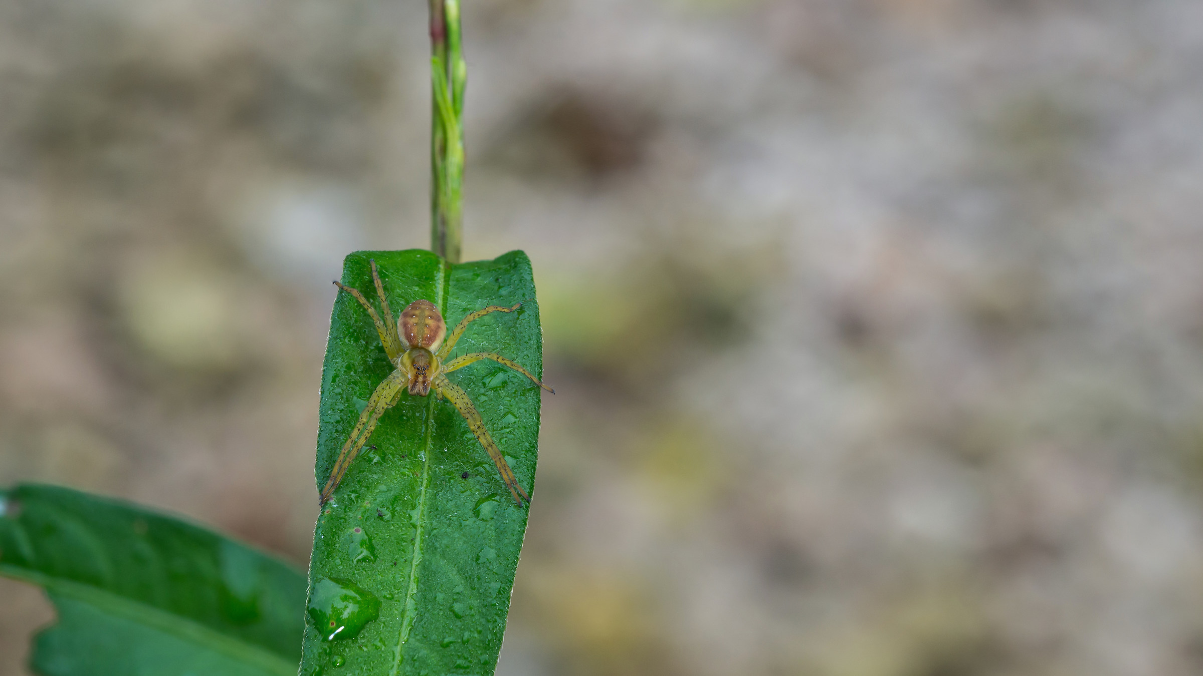 The Awakening of the spider