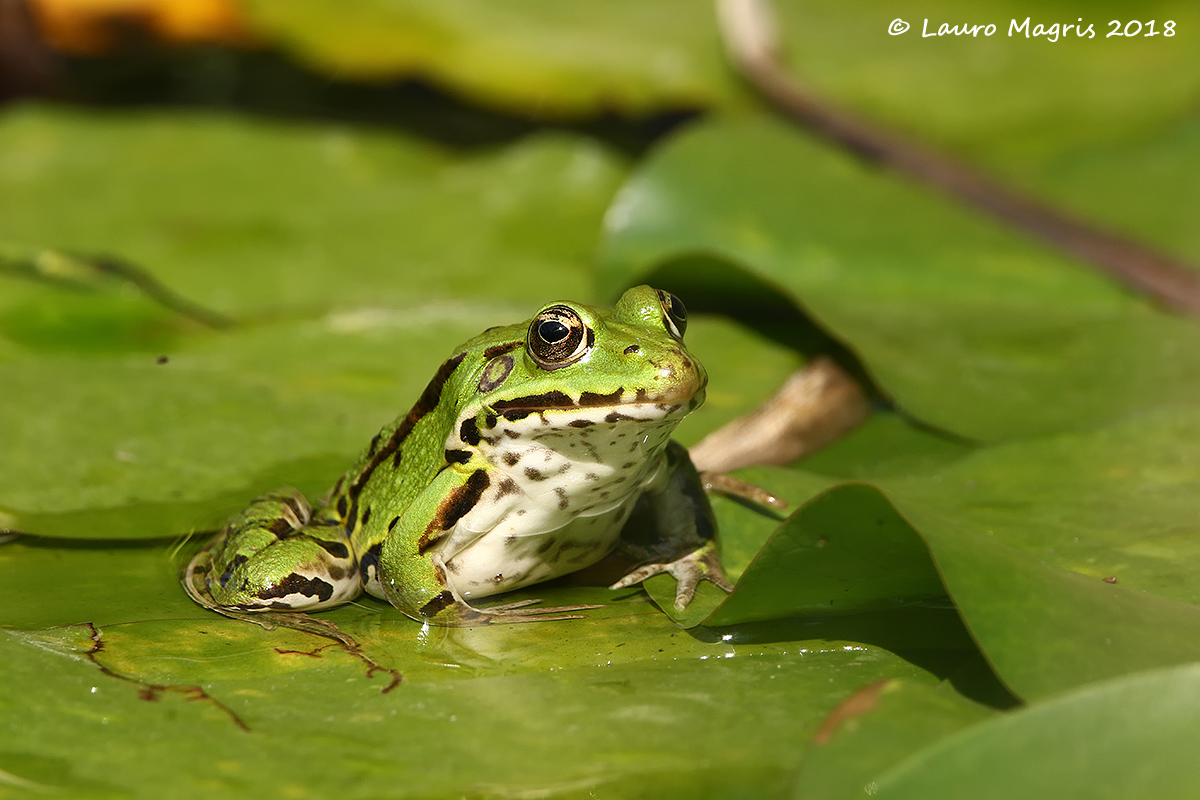 On the lily leaves