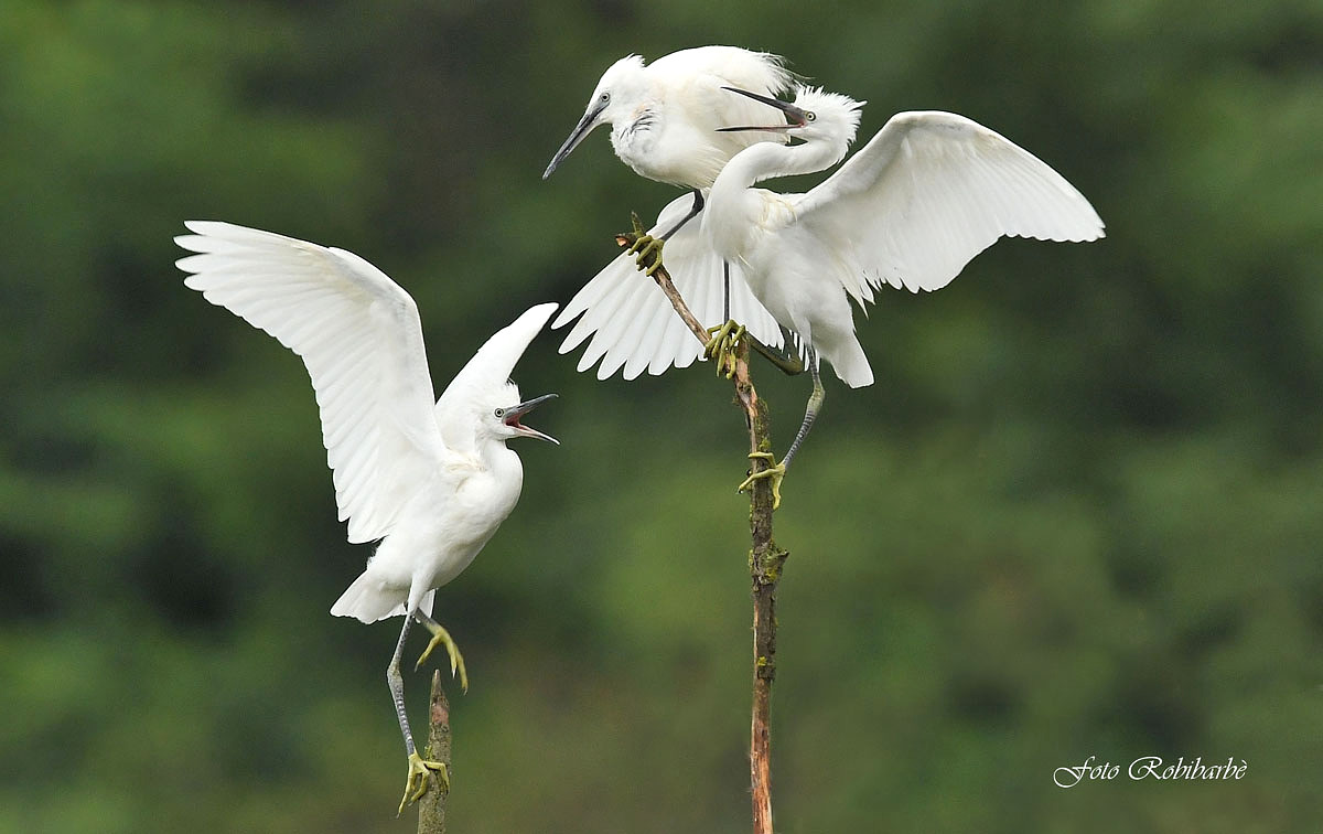 Litigious Garzette...