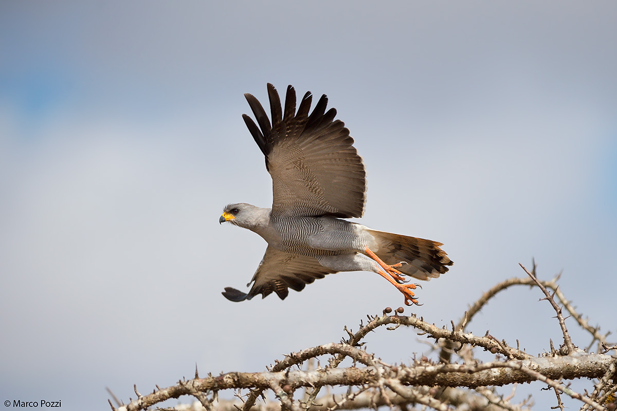 Singer's Goshawk