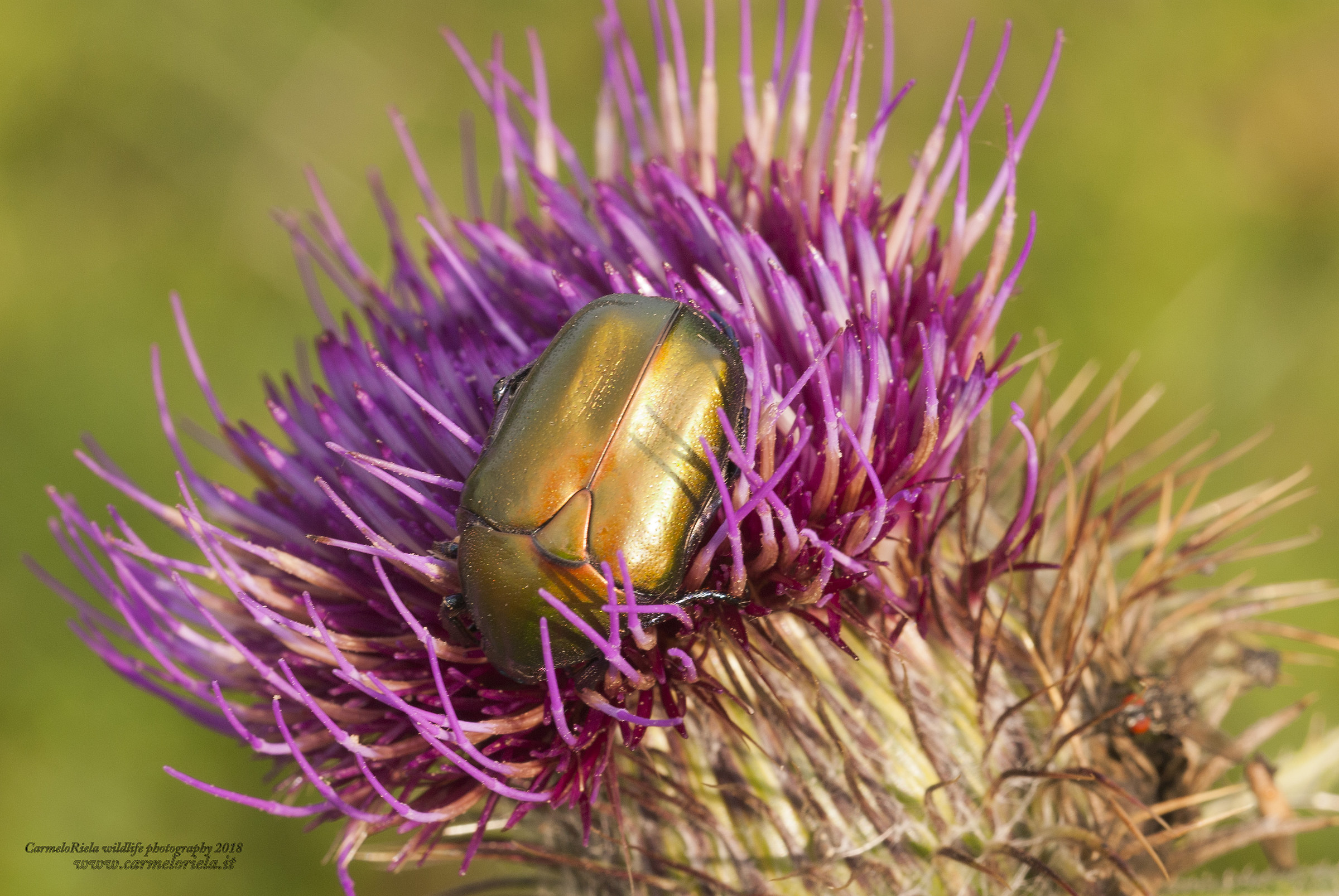 Potosia su fiore di Cardo