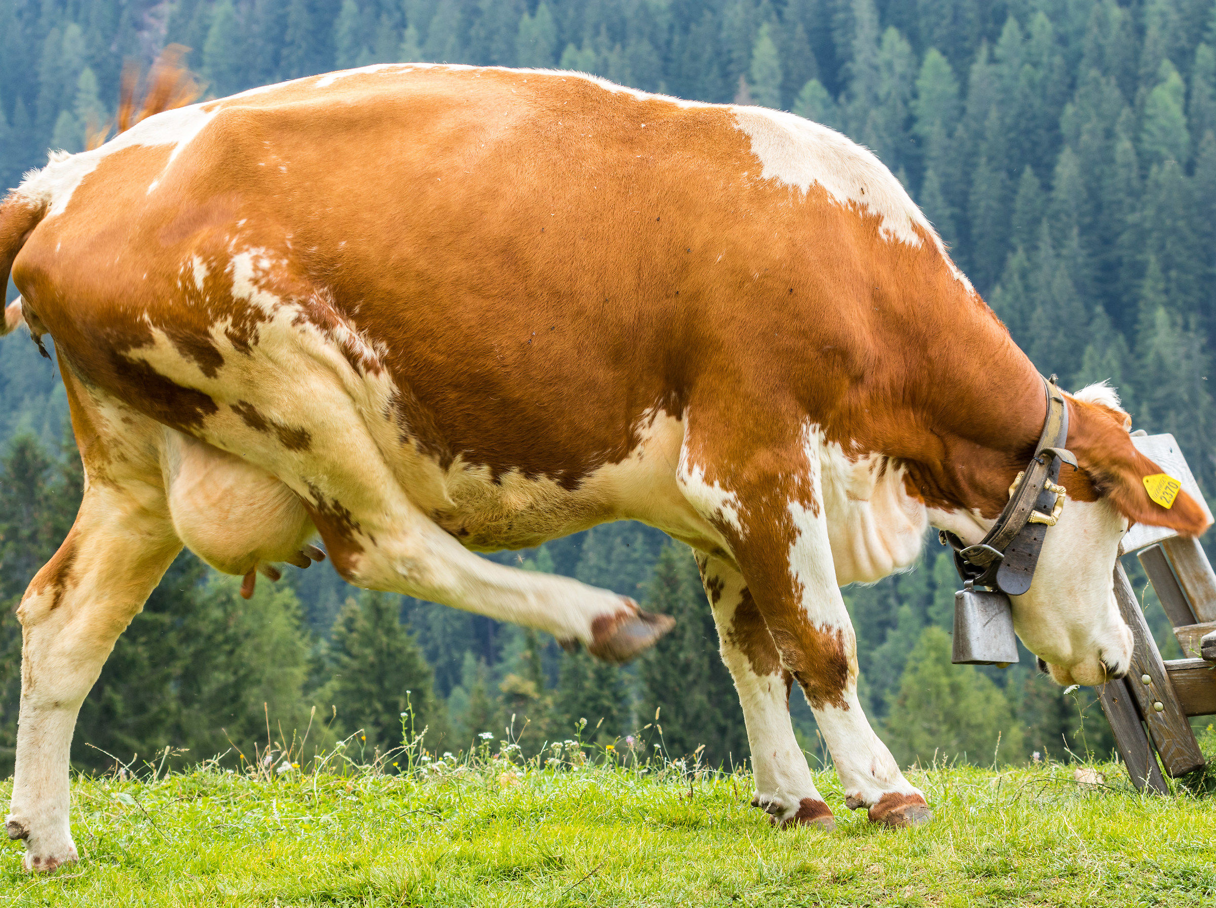 Ronaldo non è nessuno