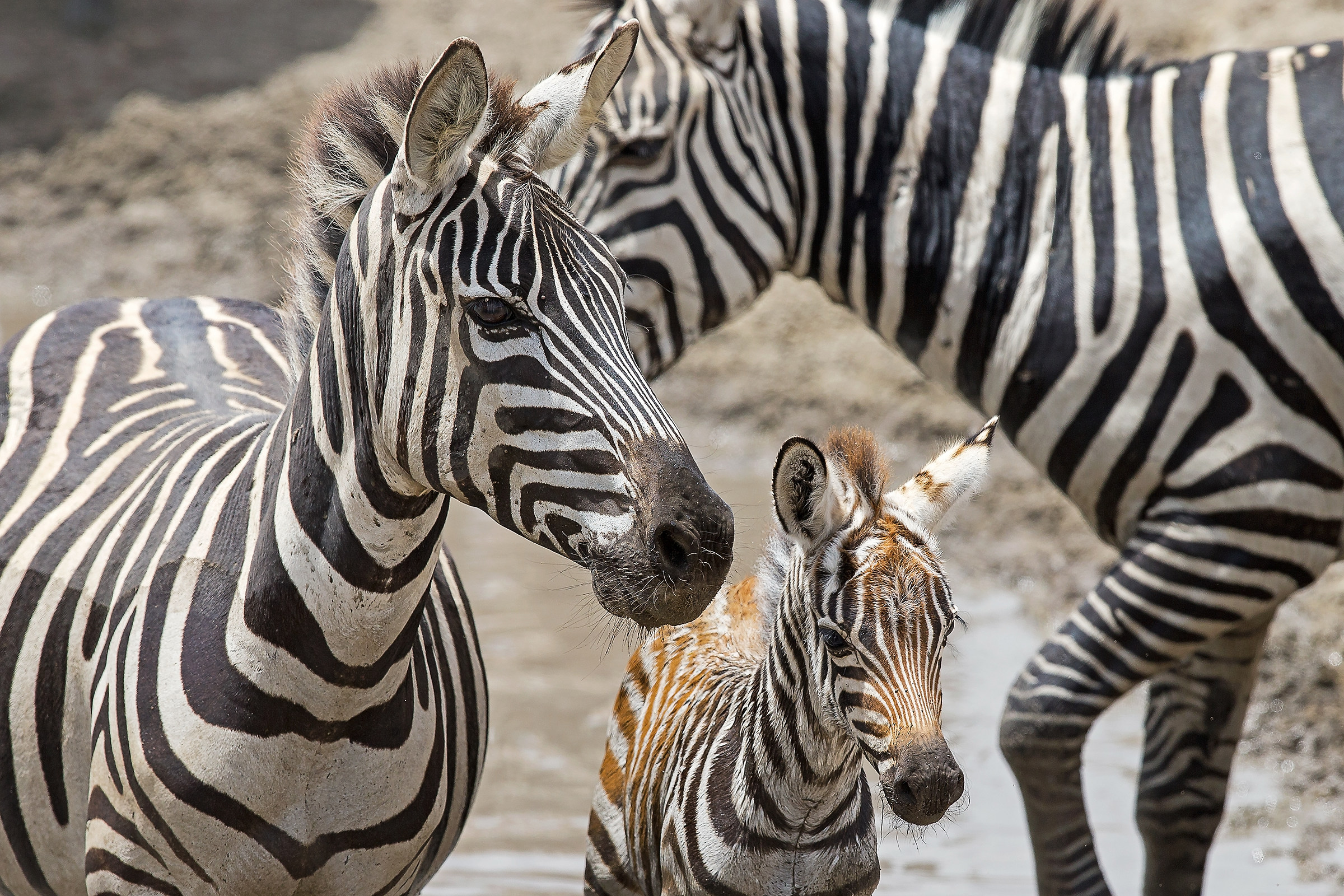 Quadretto di famiglia