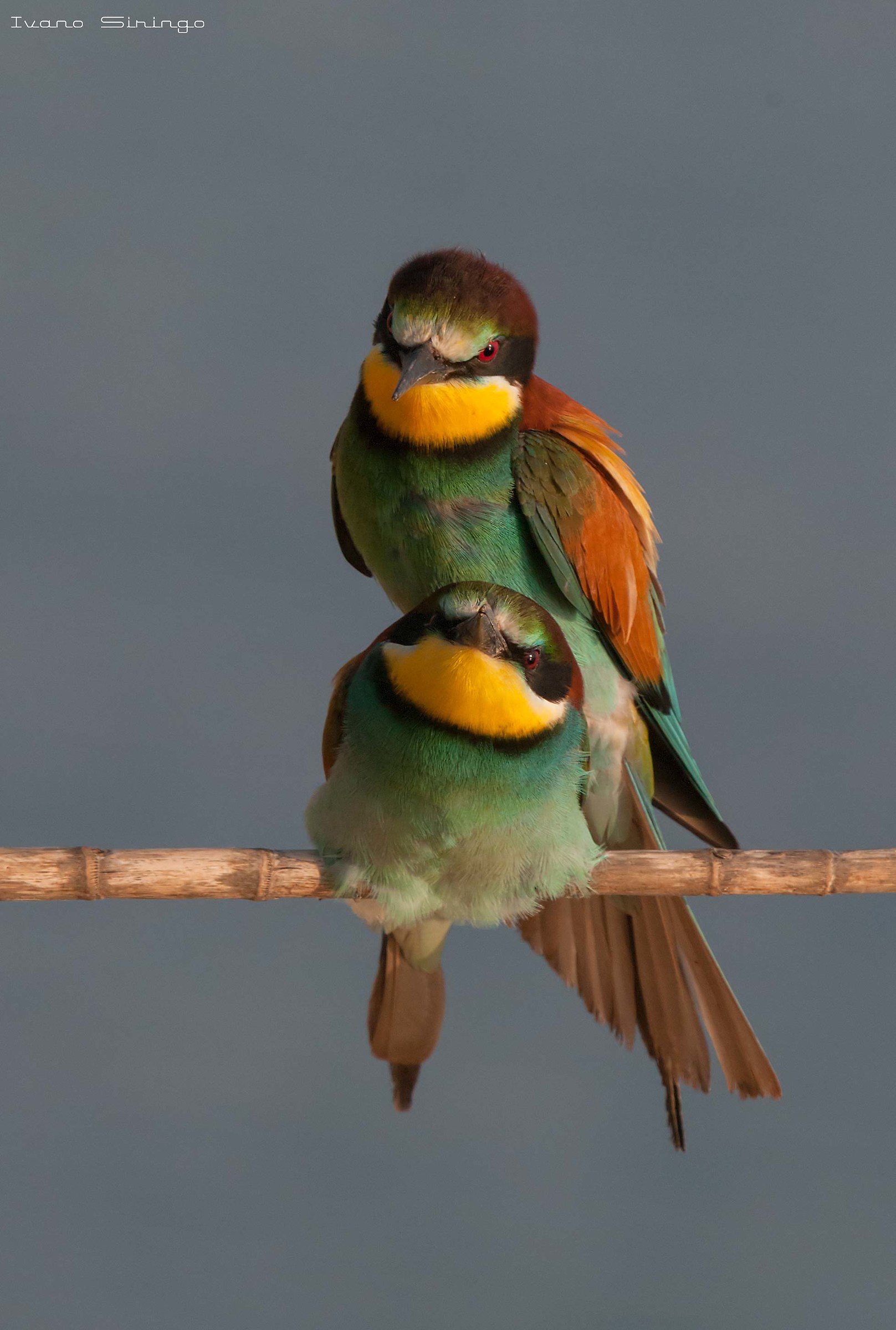 July 2018 Mating of bee-eaters