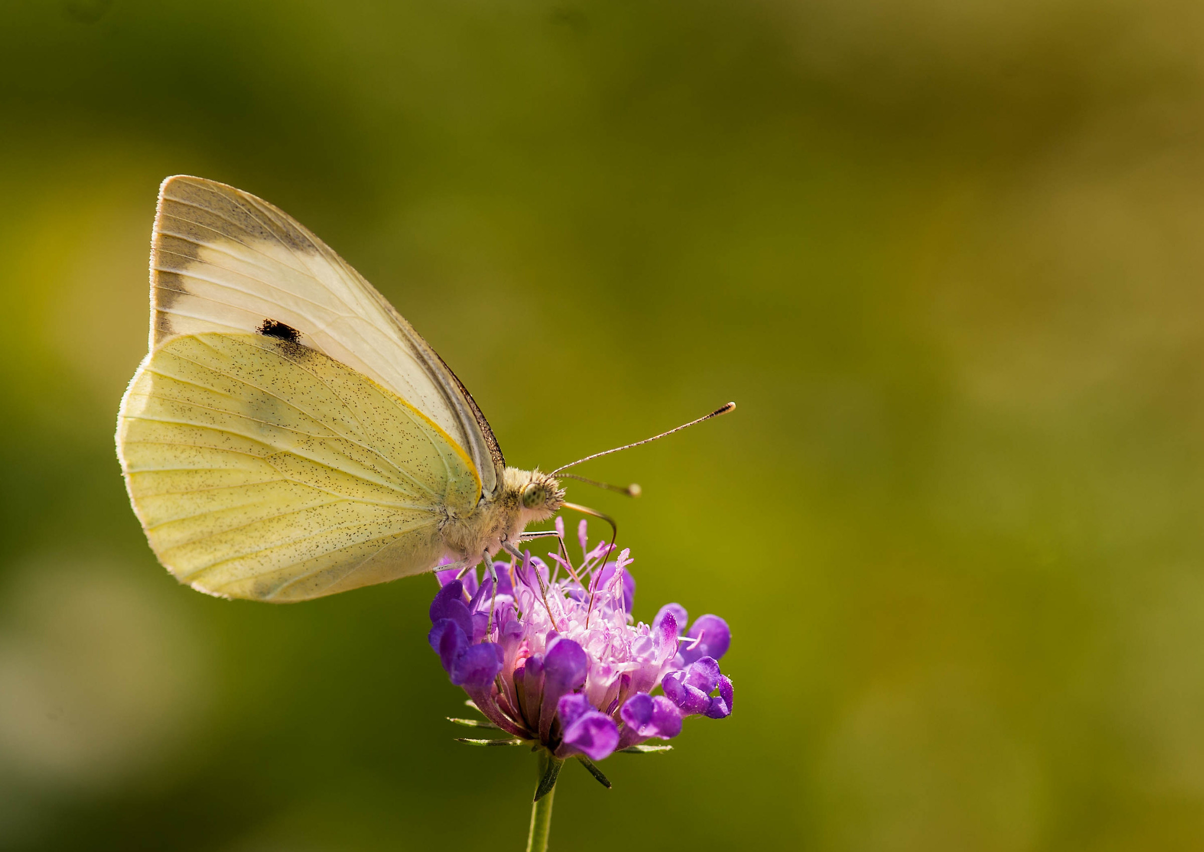 Even the Cauaia is a butterfly...