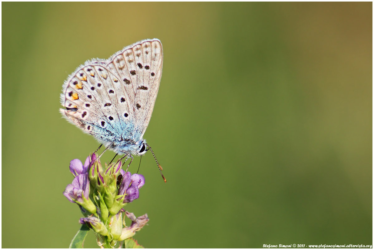 Polyommatus icarus
