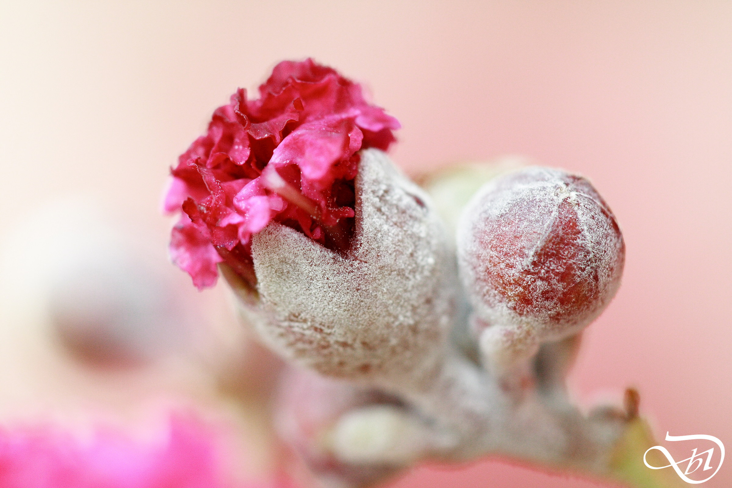 Lagerstroemia & Oidio