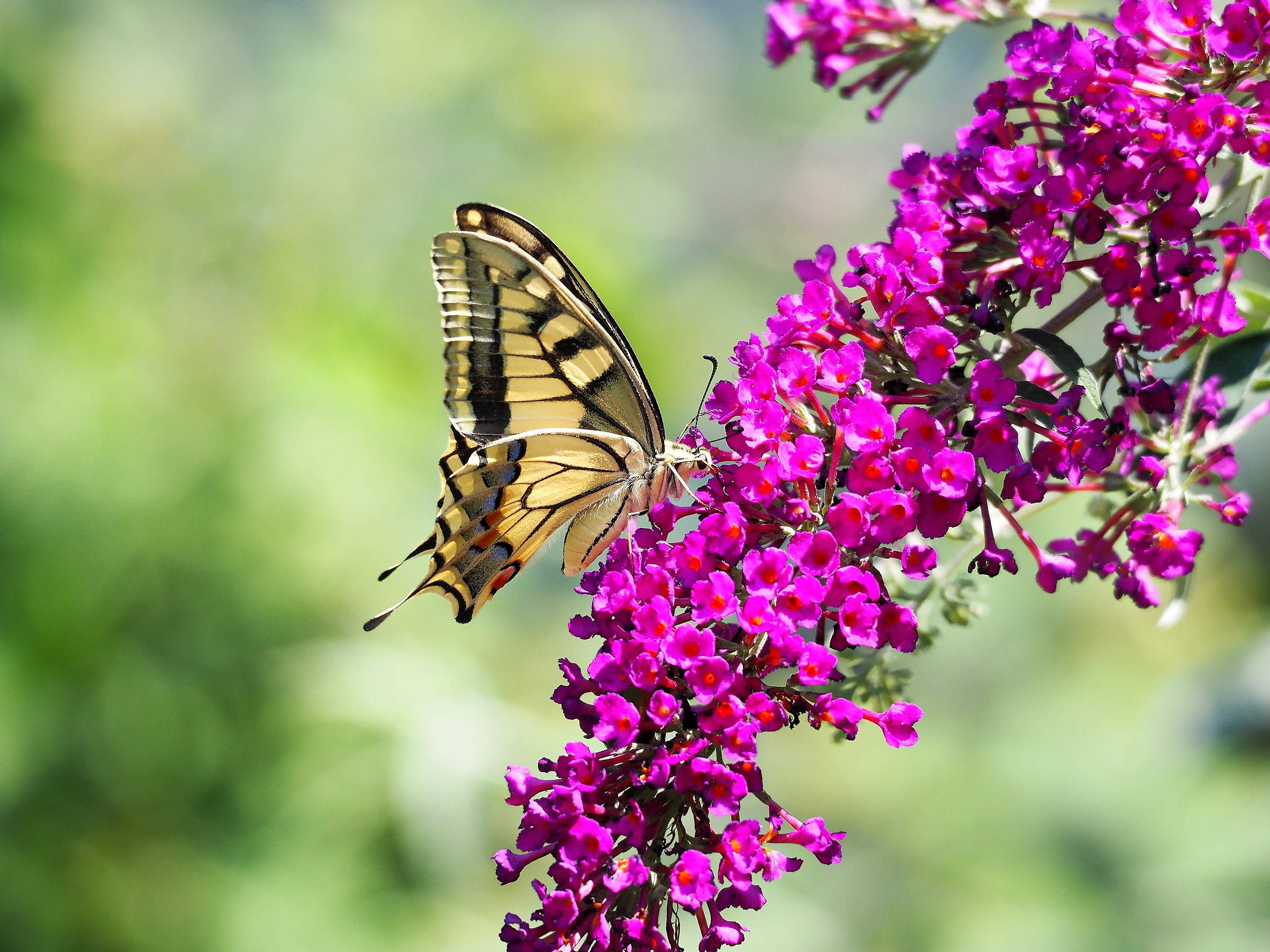 Macaone (Papilio machaon)
