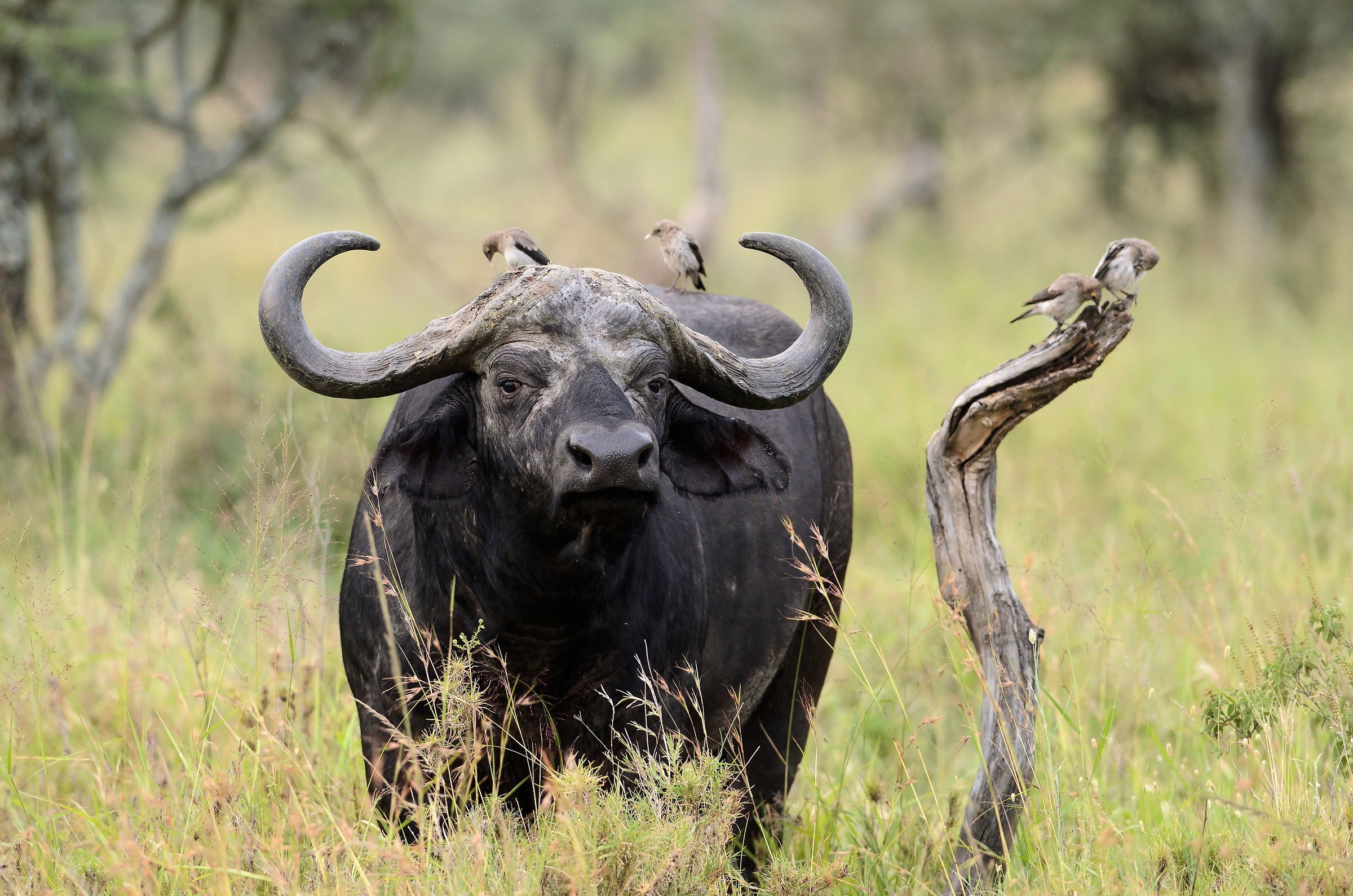 Bufalo Serengeti