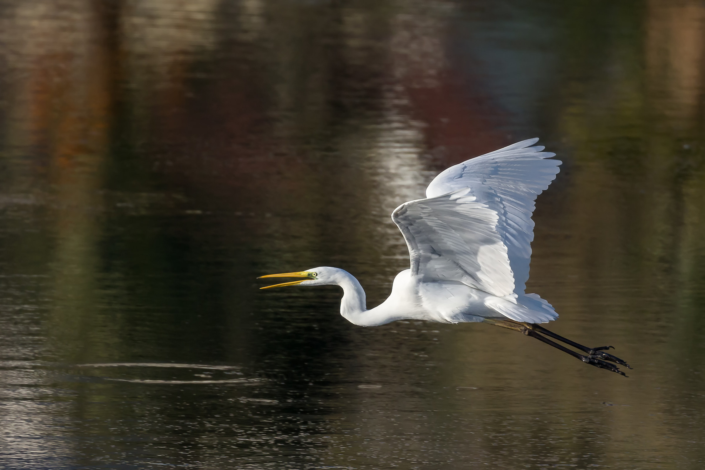 Greater White Heron