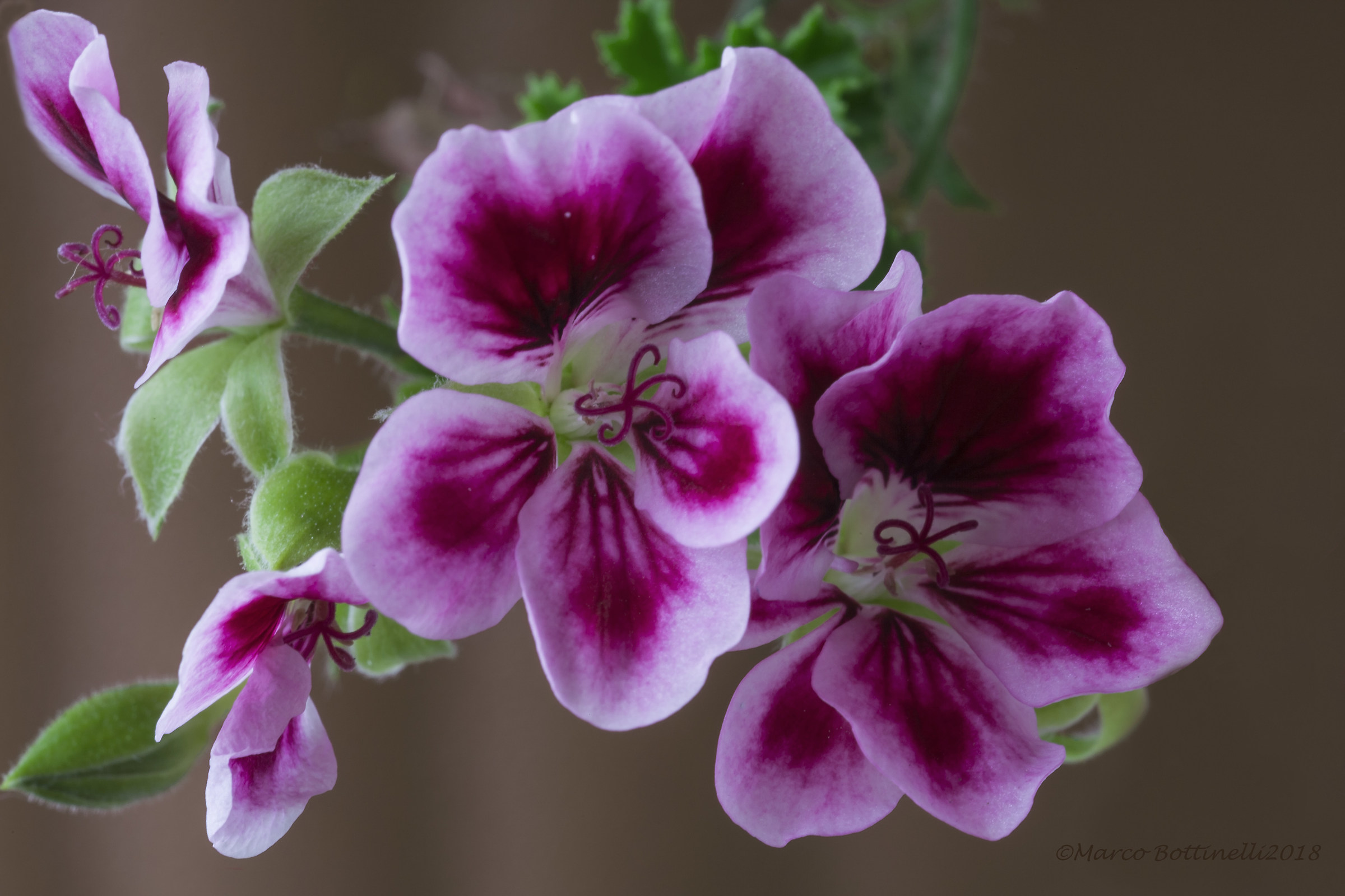 Imperial Geranium