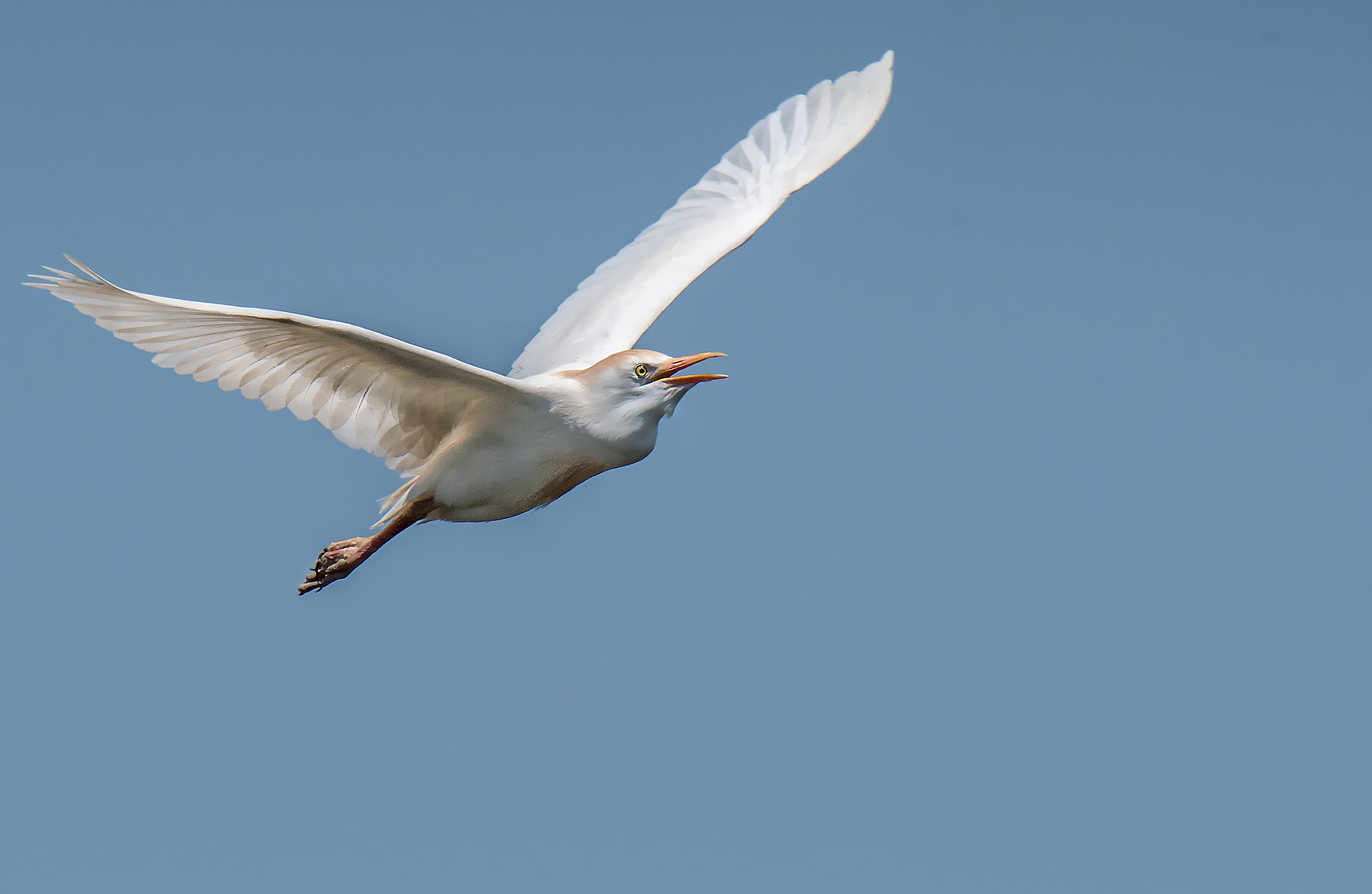Watch oxen in flight