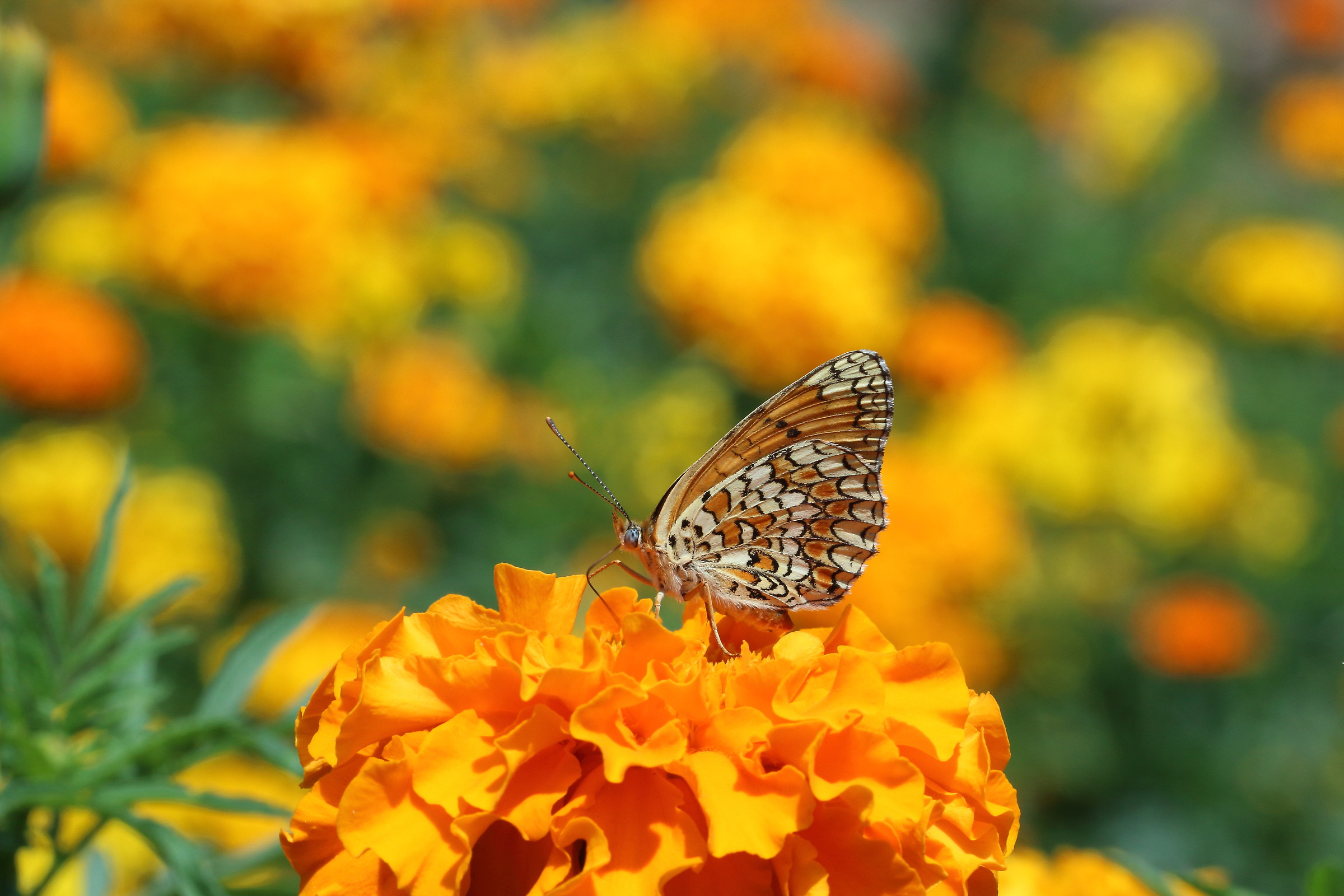 Melitaea Phoebe