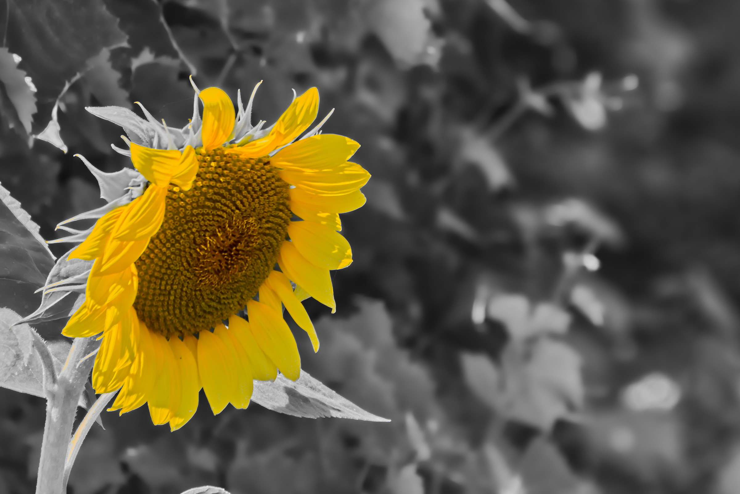 black white & yellow