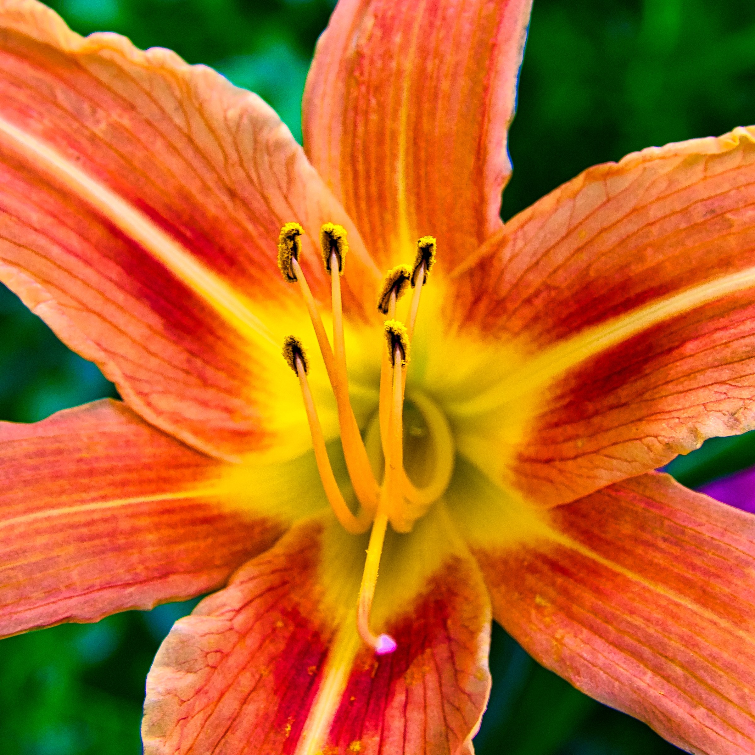 Giglio di San Giovanni