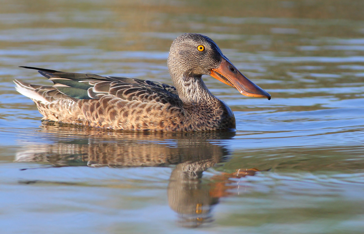 Northern Shoveler