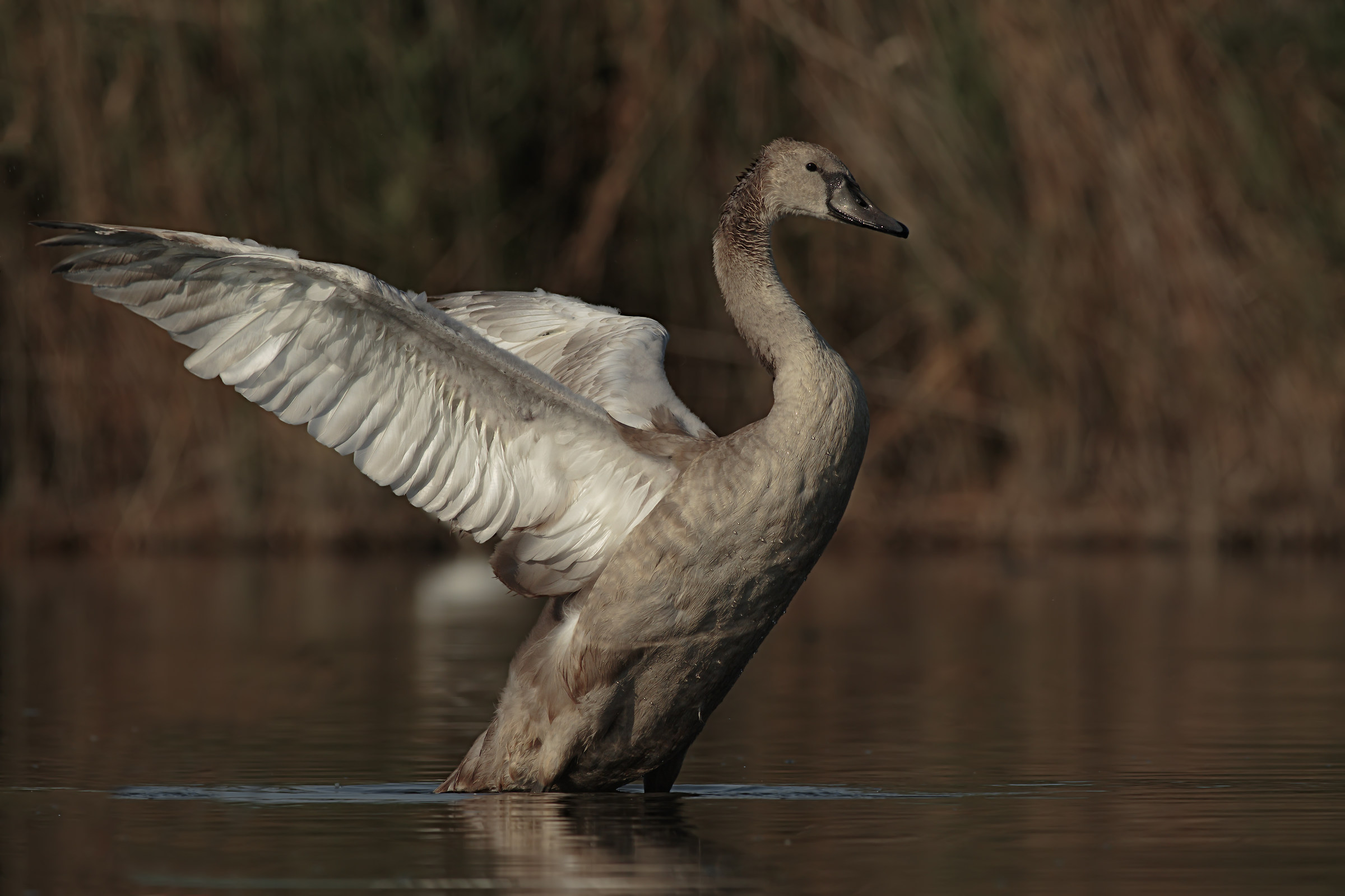 Royal Swan Juv.