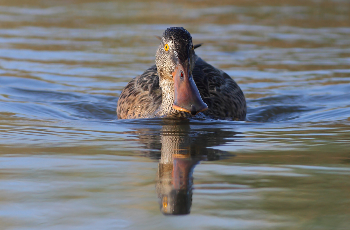 Northern Shoveler