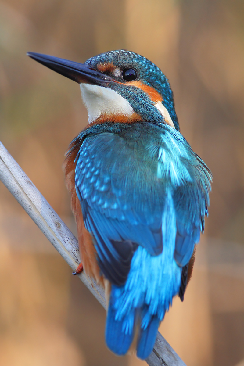 Kingfisher