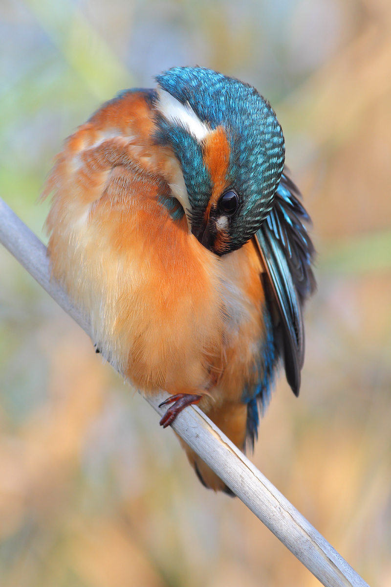 Kingfisher