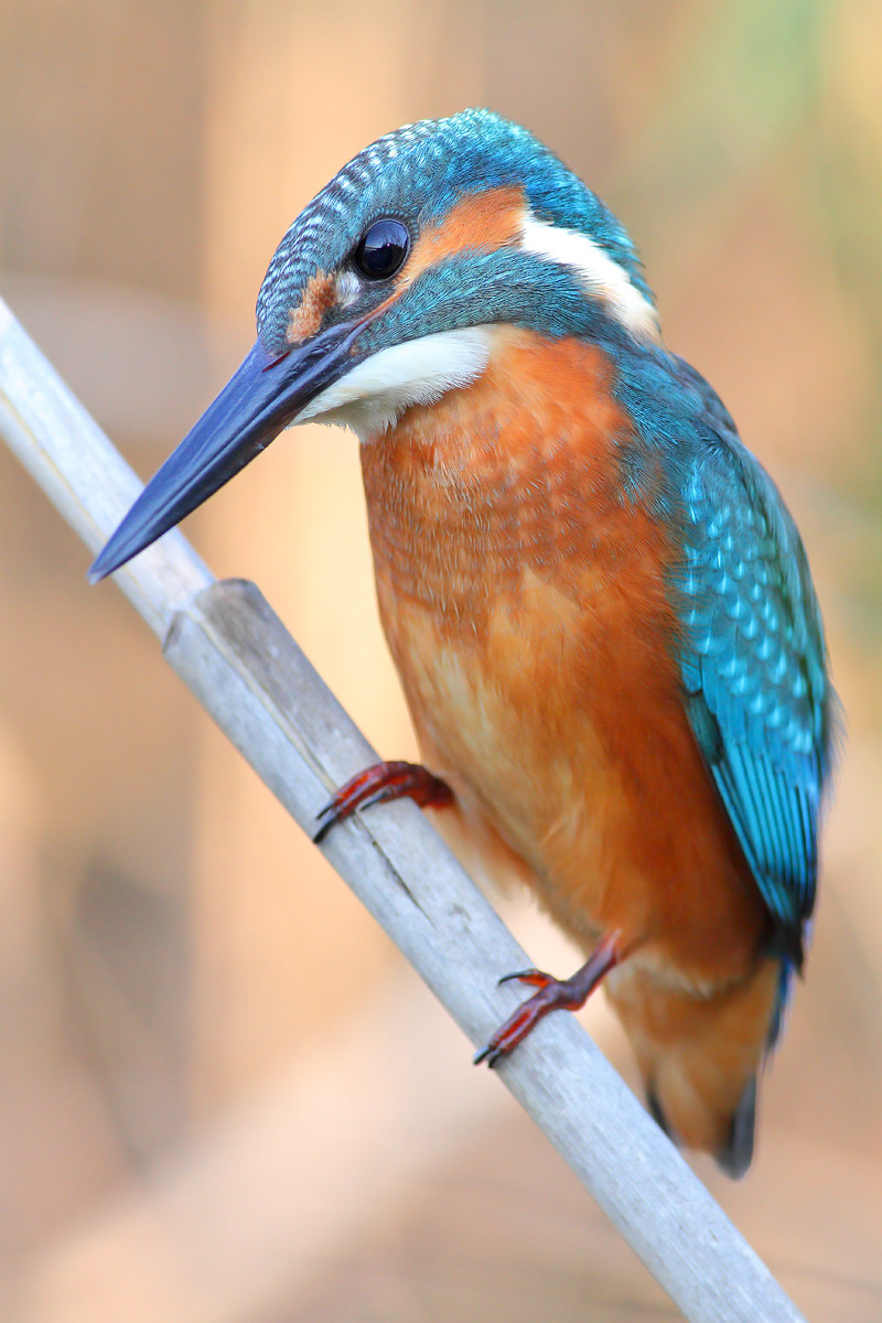 Kingfisher
