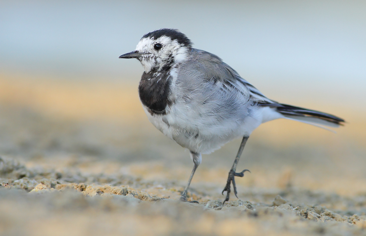 Young white ballerina
