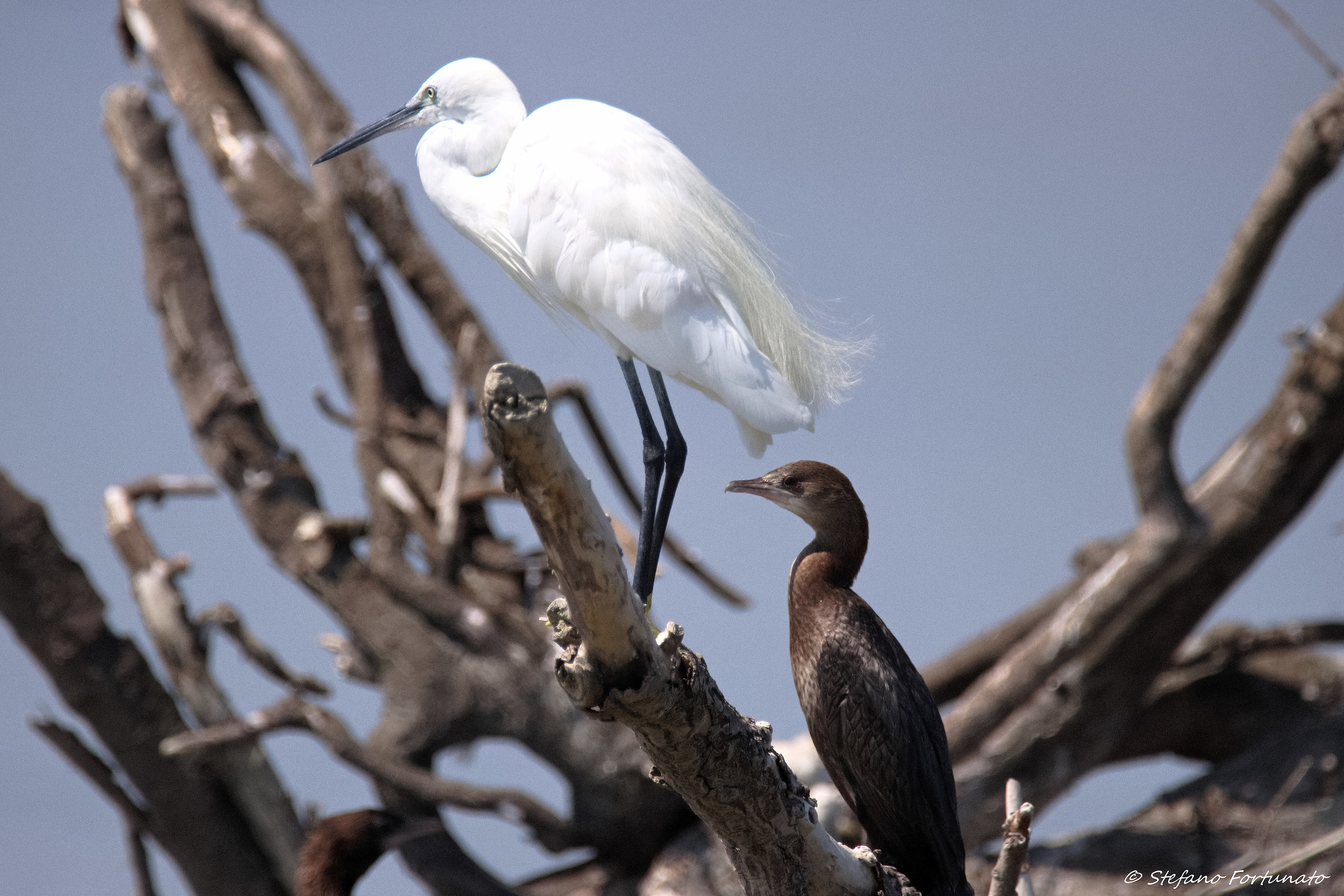 Garzetta e marangone minore