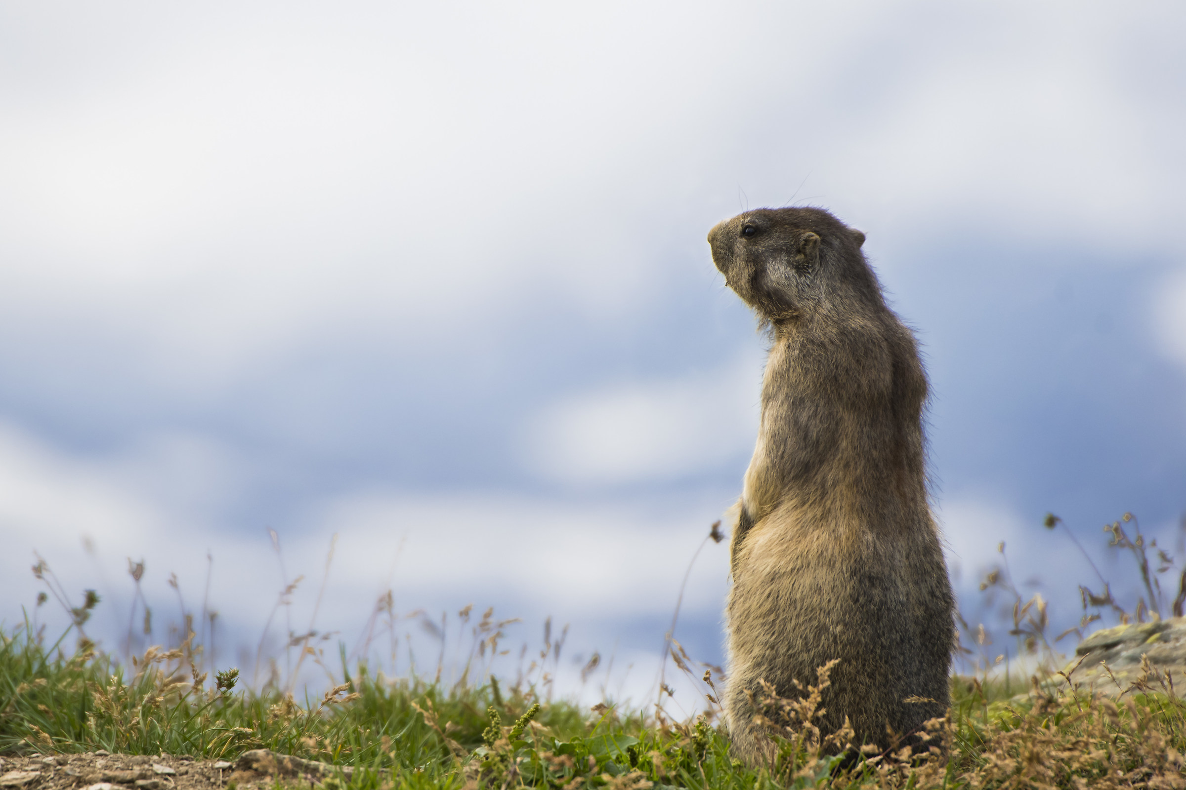 Marmot in the sky