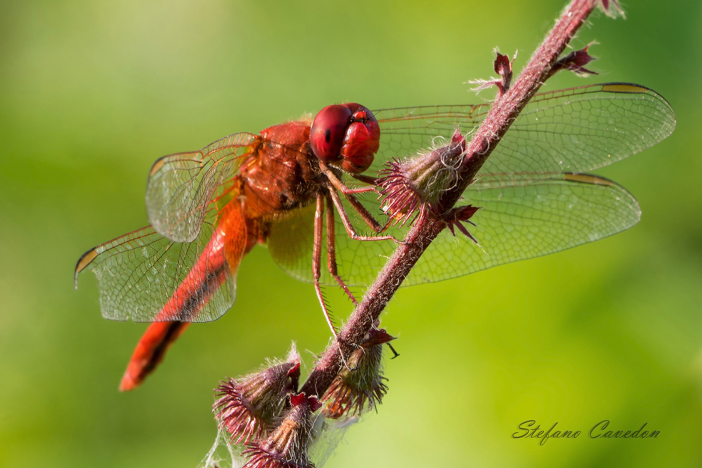 Libellula