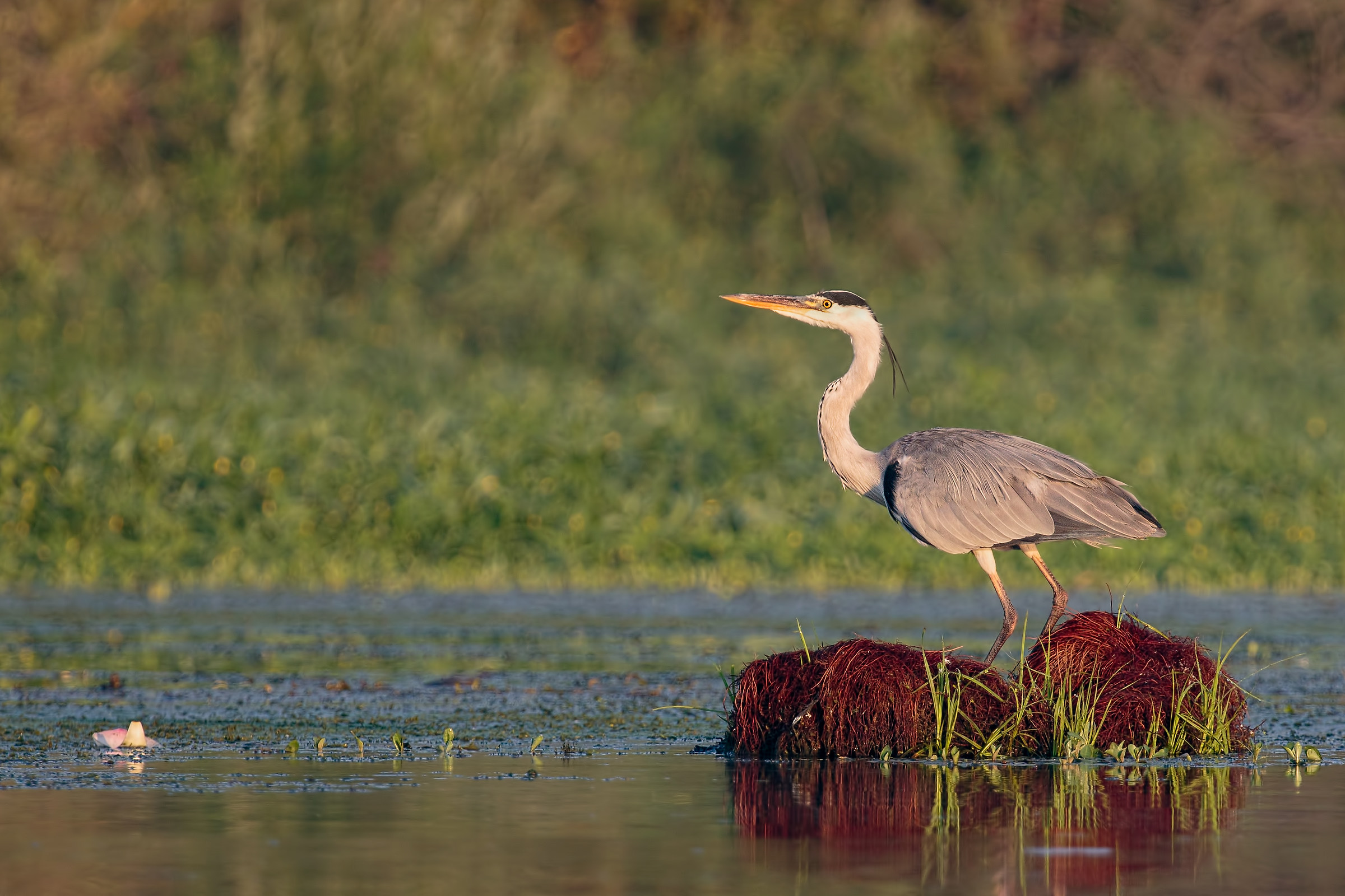 Airone cenerino ambientato