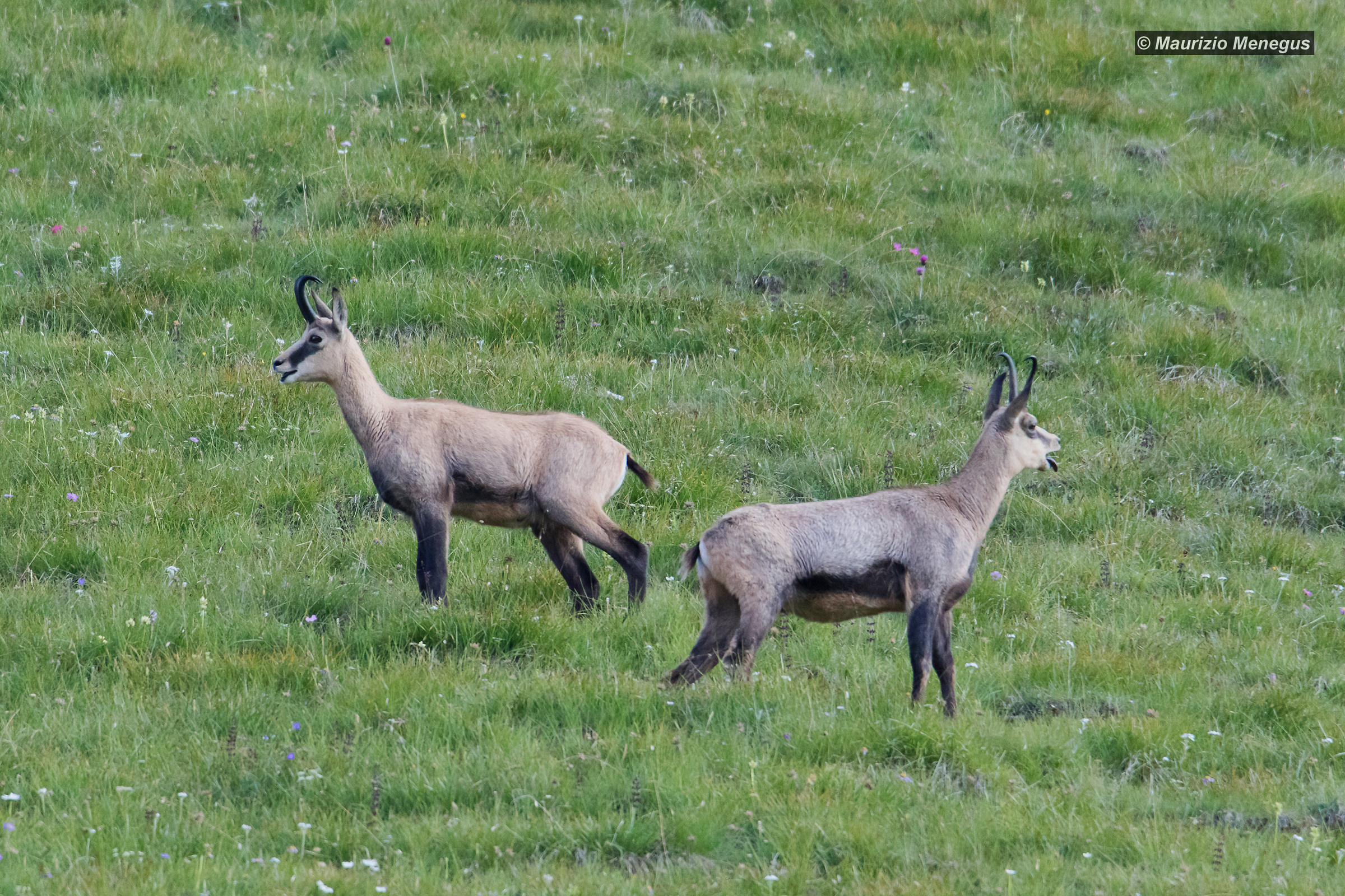 Female and male suede in summer time