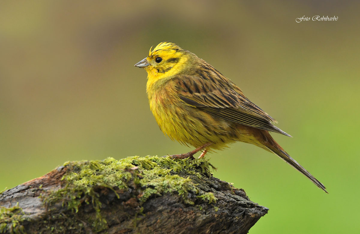 Yellowhammer...