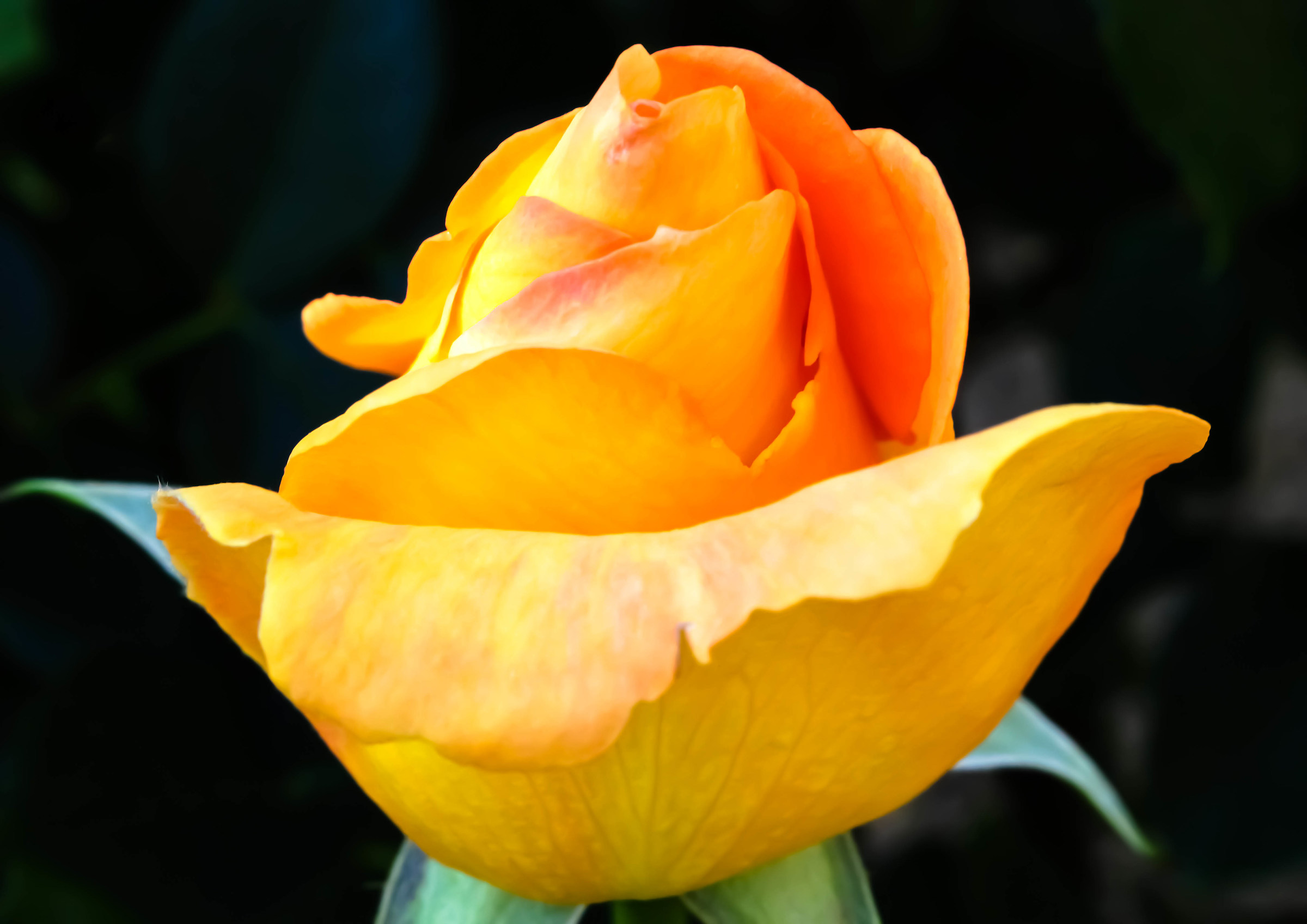 The Grace of a flower