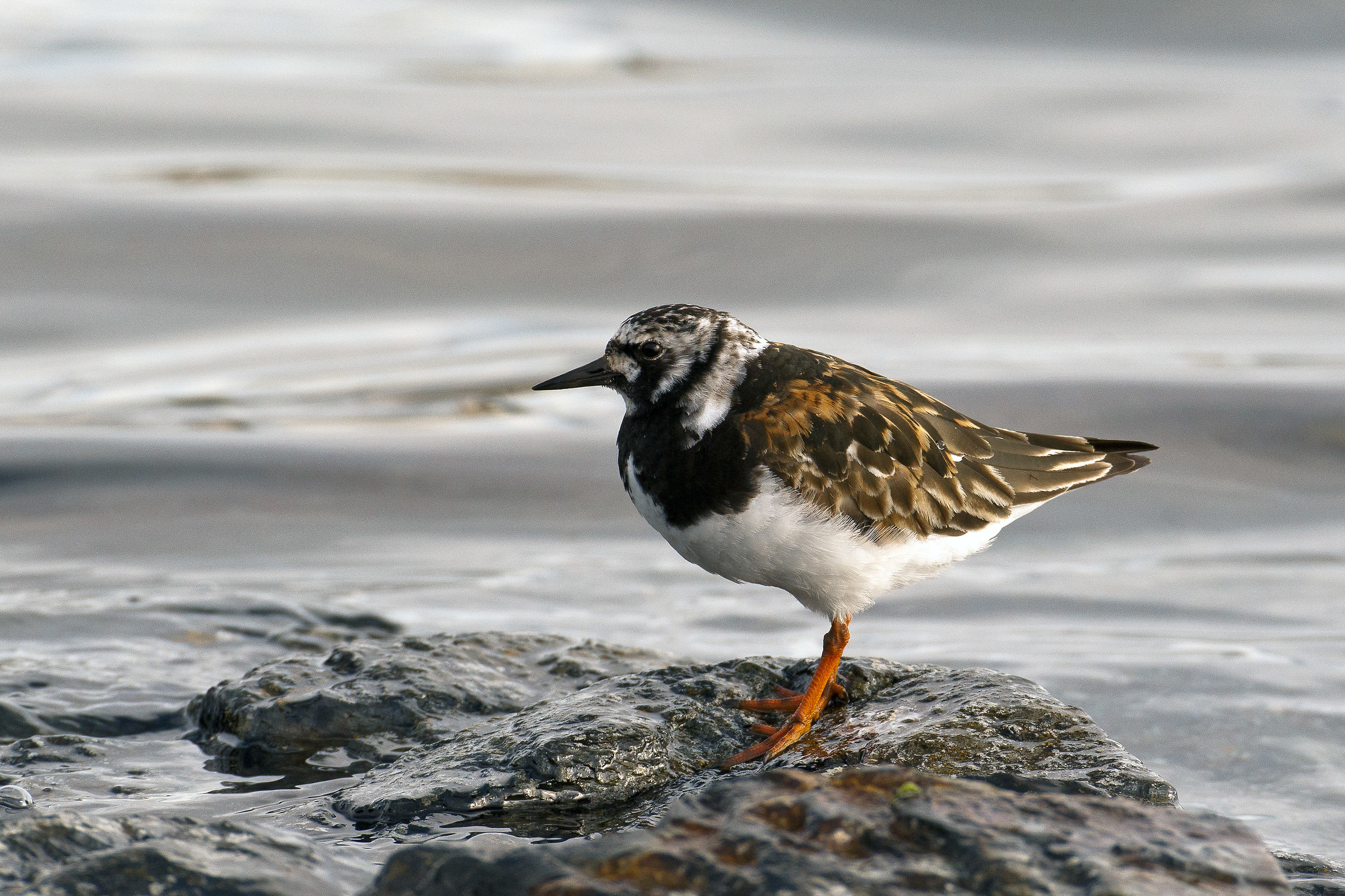 Voltapietre (Arenaria interpres)