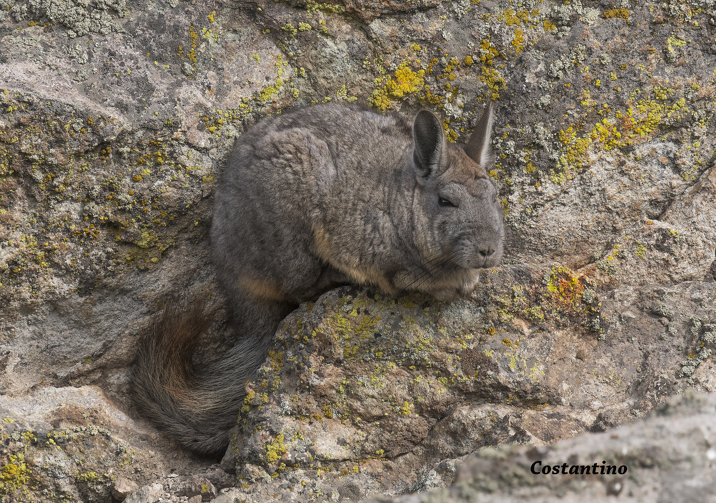 Viscacha (Lagidium Lagostomus)