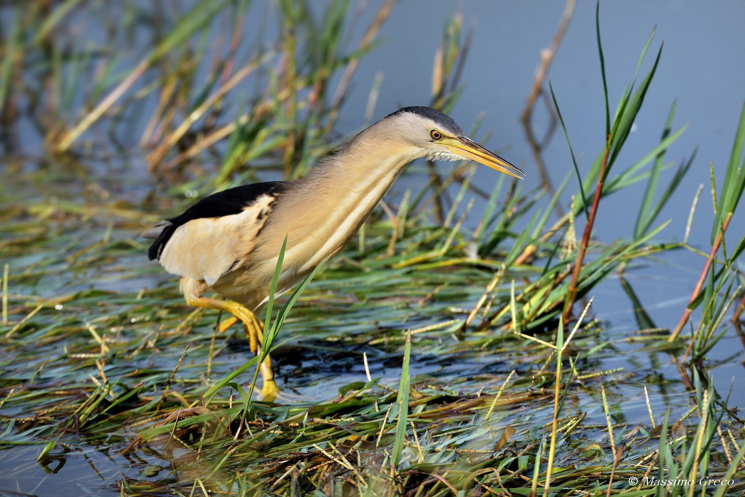 Little Bittern