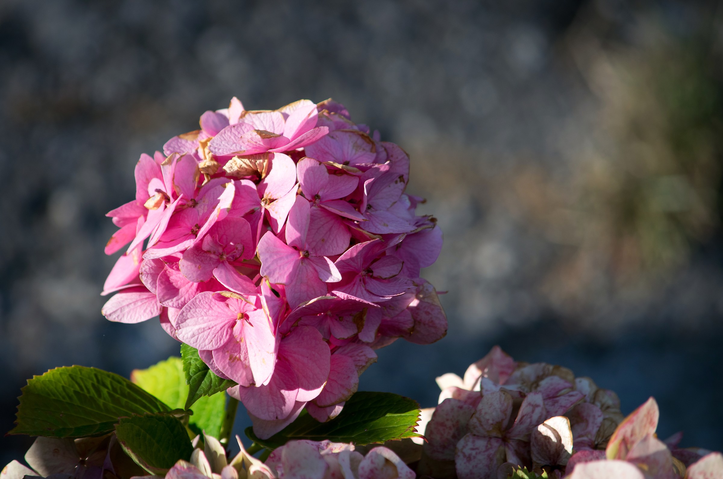 il dono di un giorno