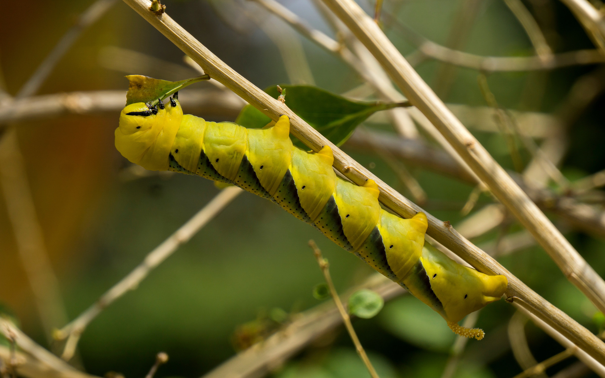 Bruco Testa di Morto (Acherontia Atropos)-Sarezzano(AL)