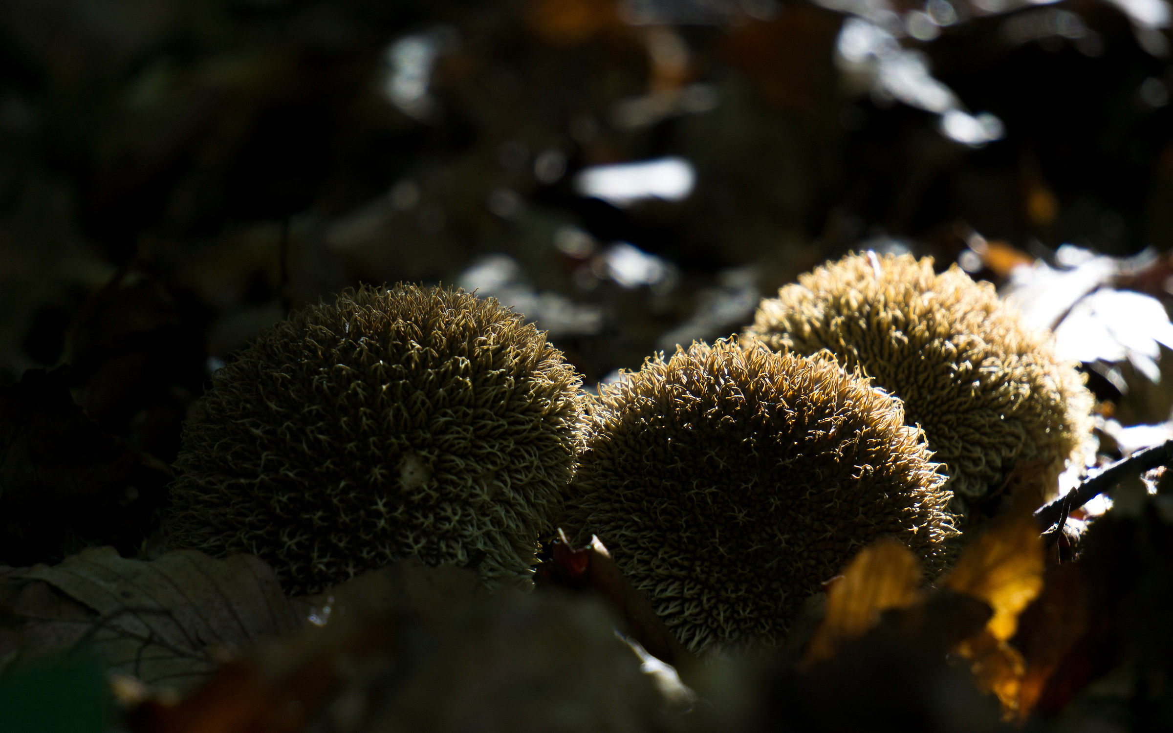 Fungo Riccio (Lycopedron Echinatum) - Monte Lesima