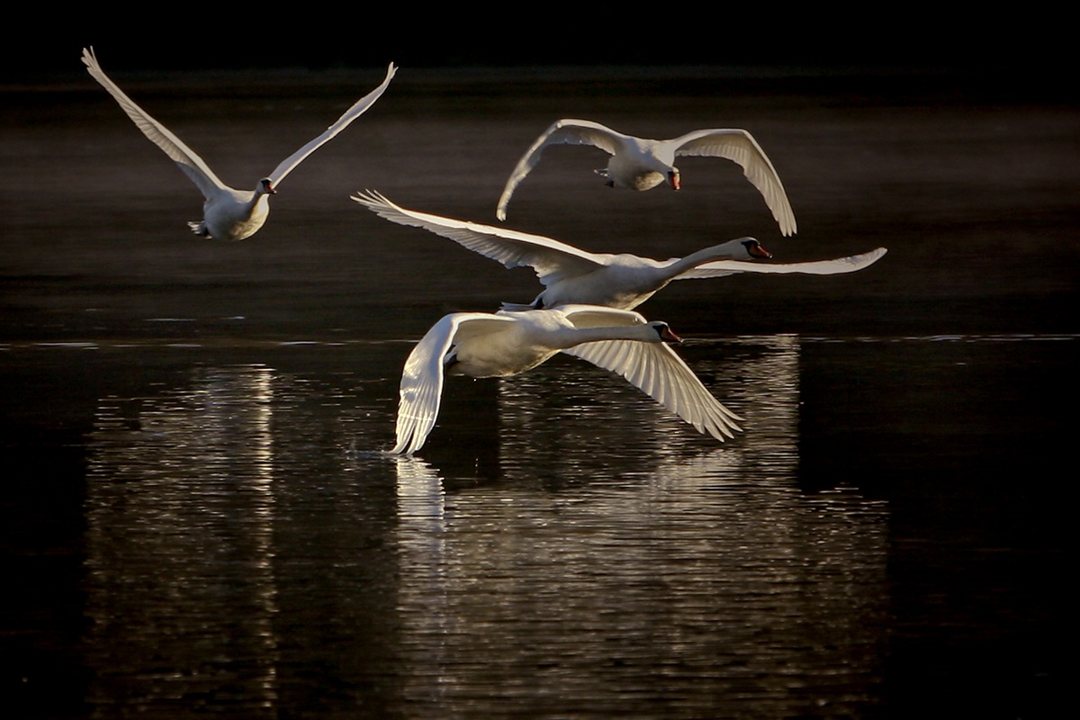 Ricognizione in volo