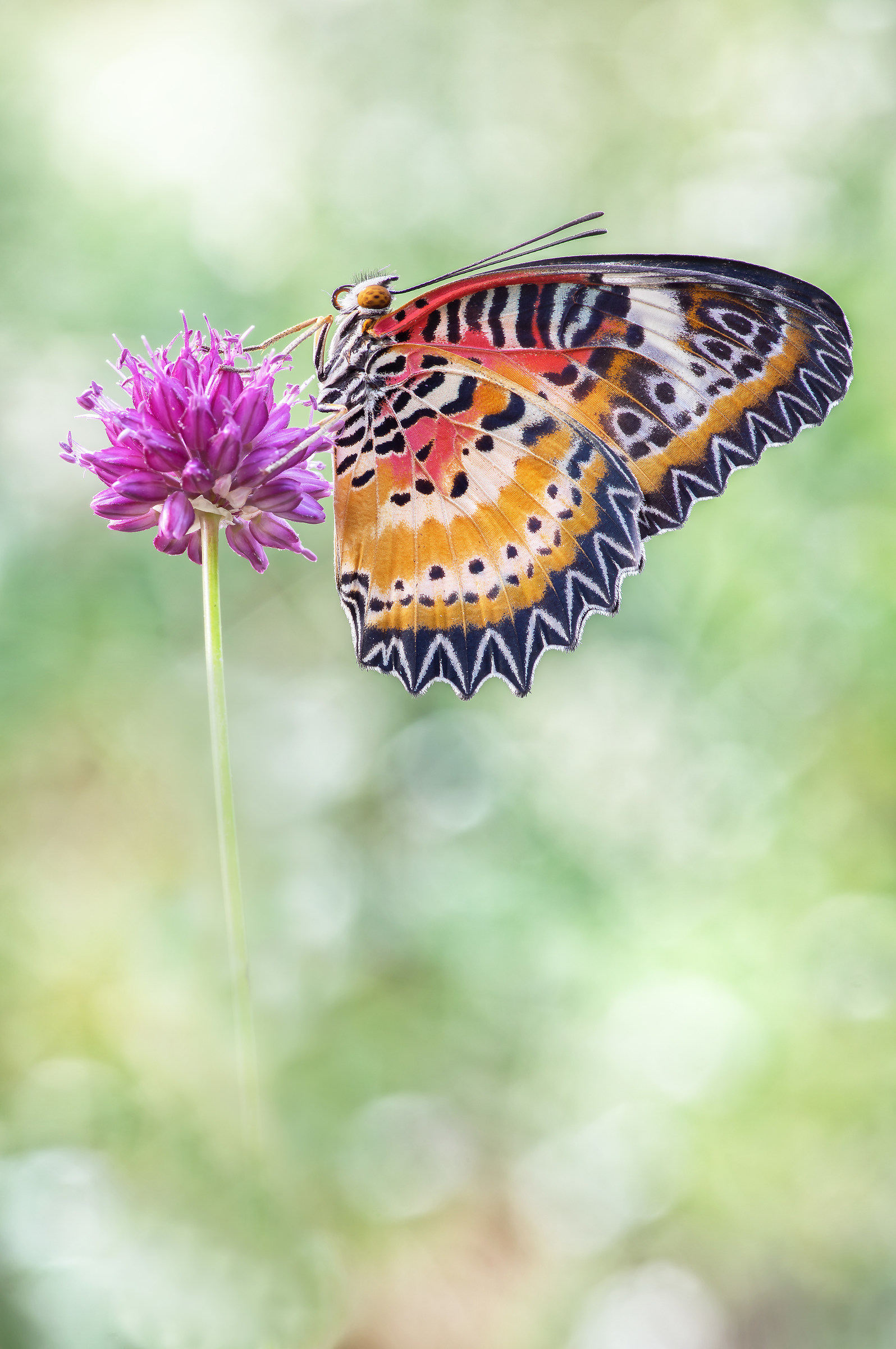 Cethosia Cyane (Drury, 1773)