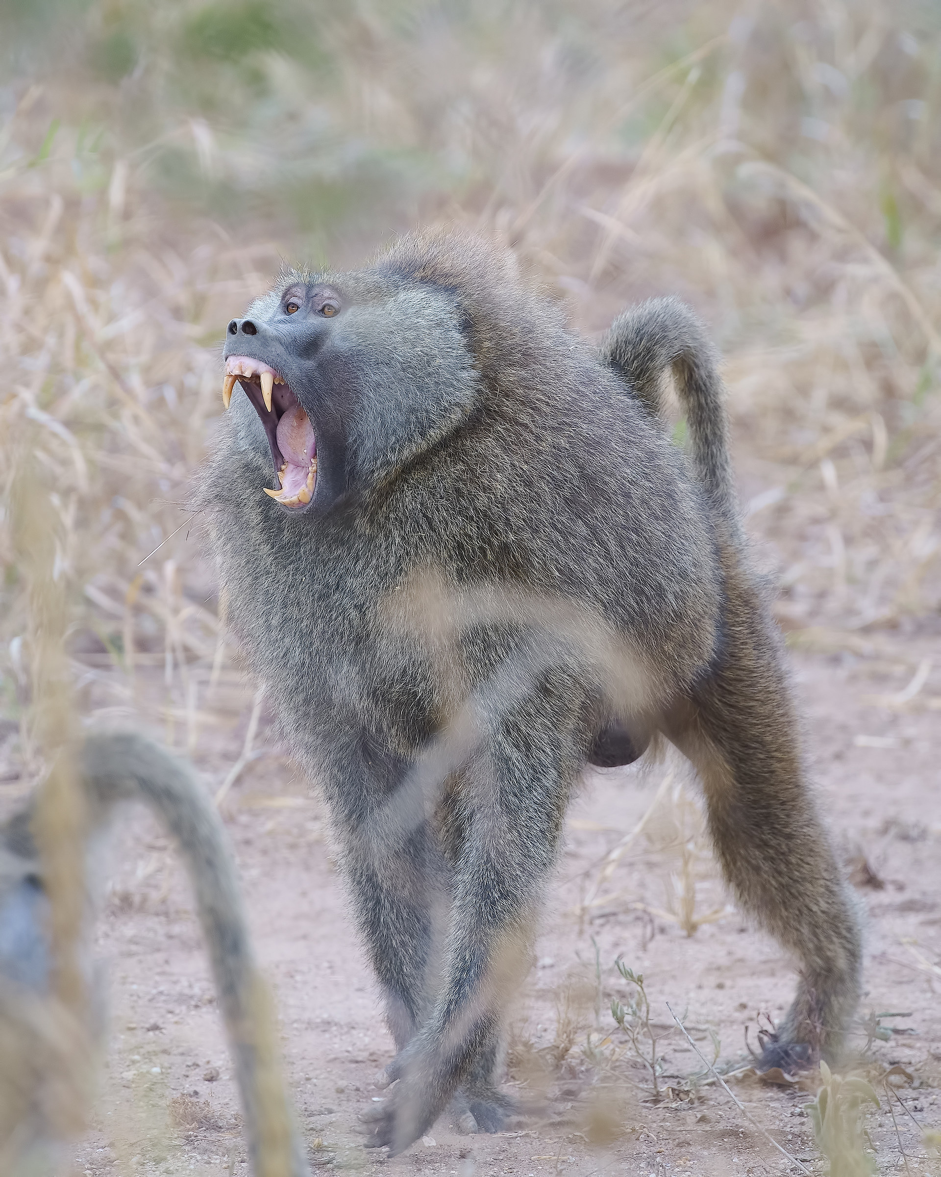Angry Baboon