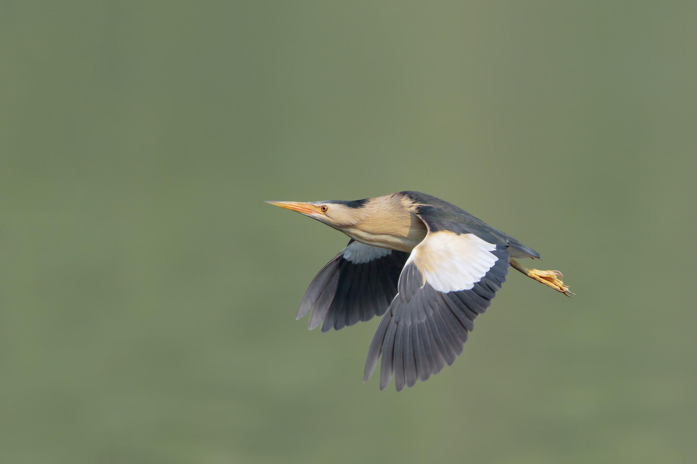 Old Shot revisited in pp