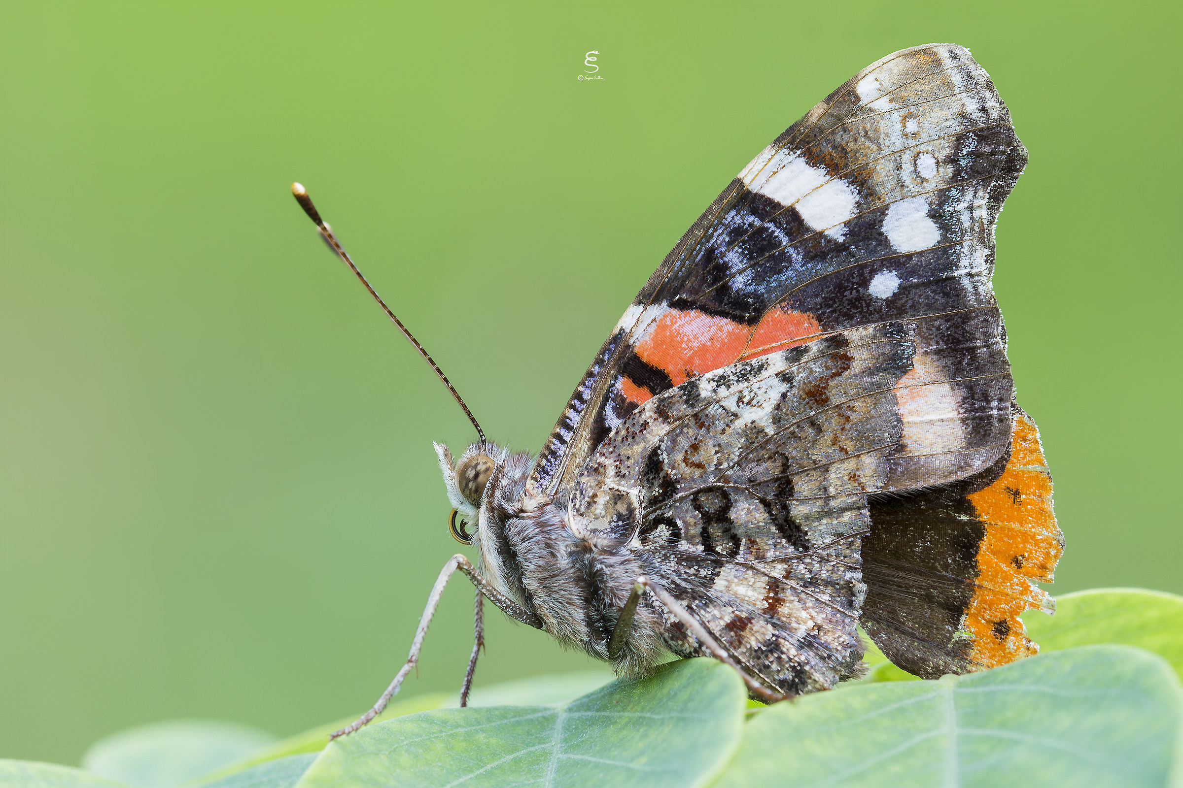 Vanessa Atalanta