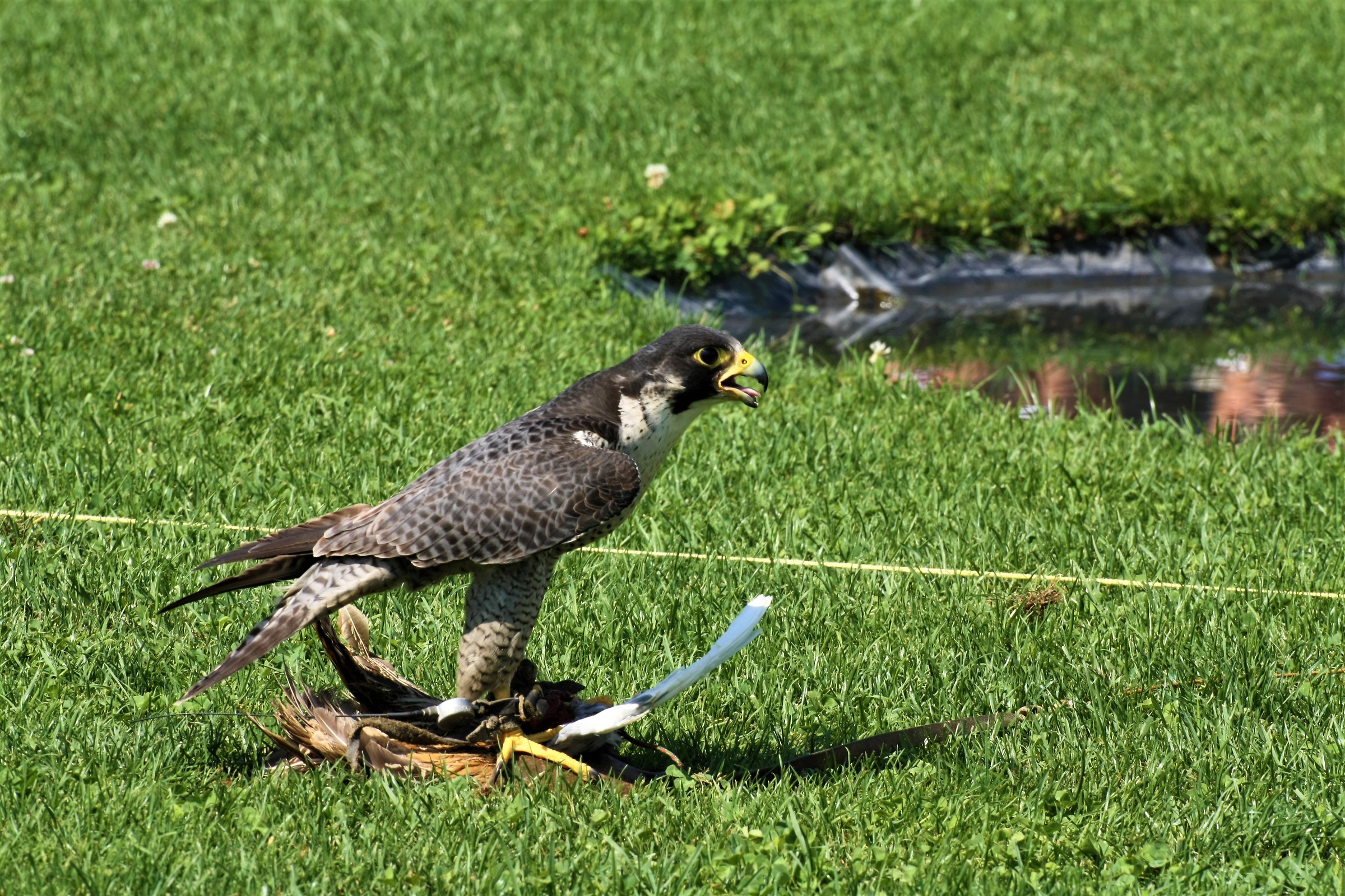 Falco peregrinus pealei