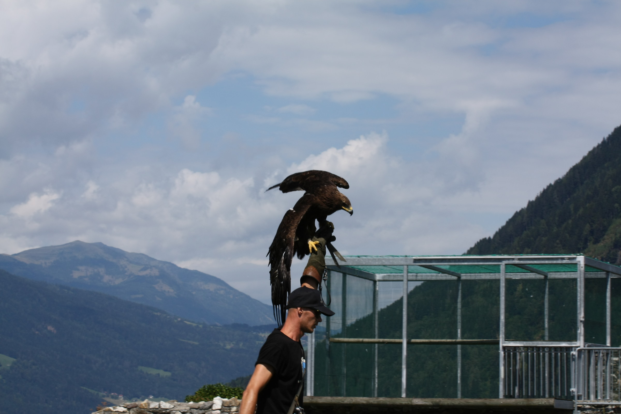 Falconer of Adler Arena