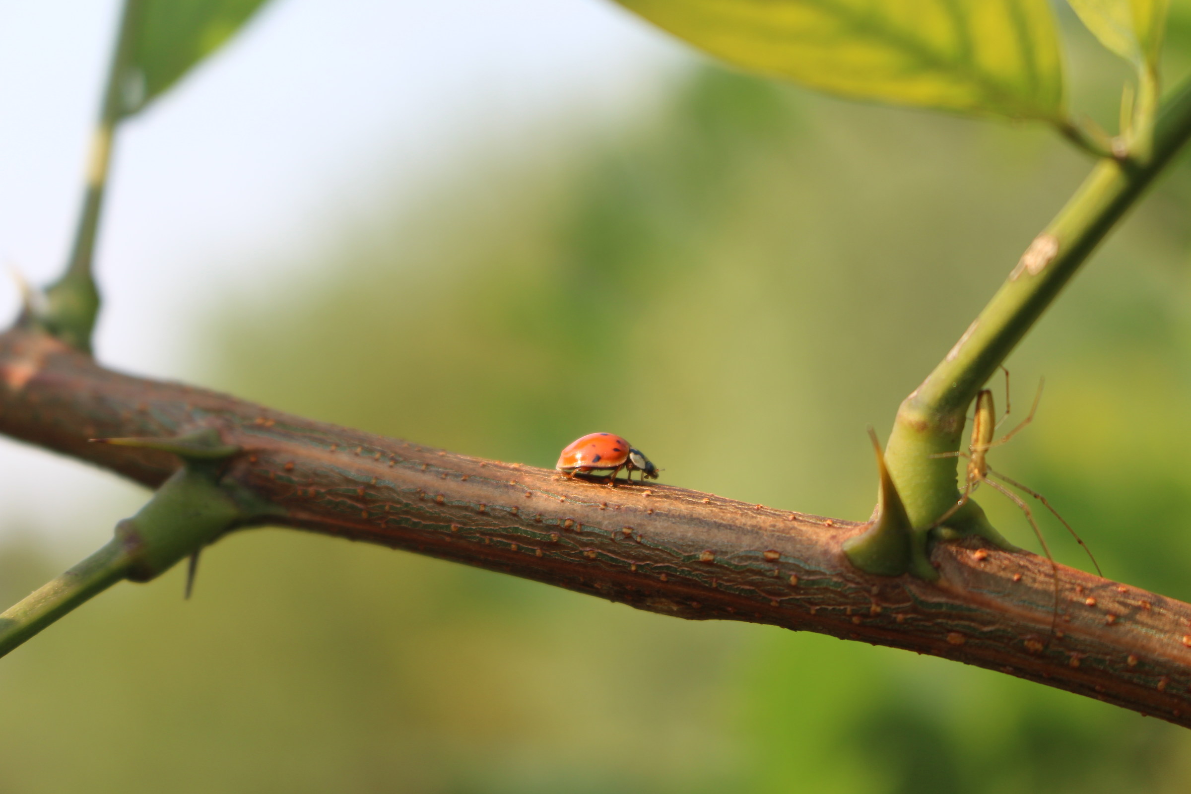 Ladybird on Acacia