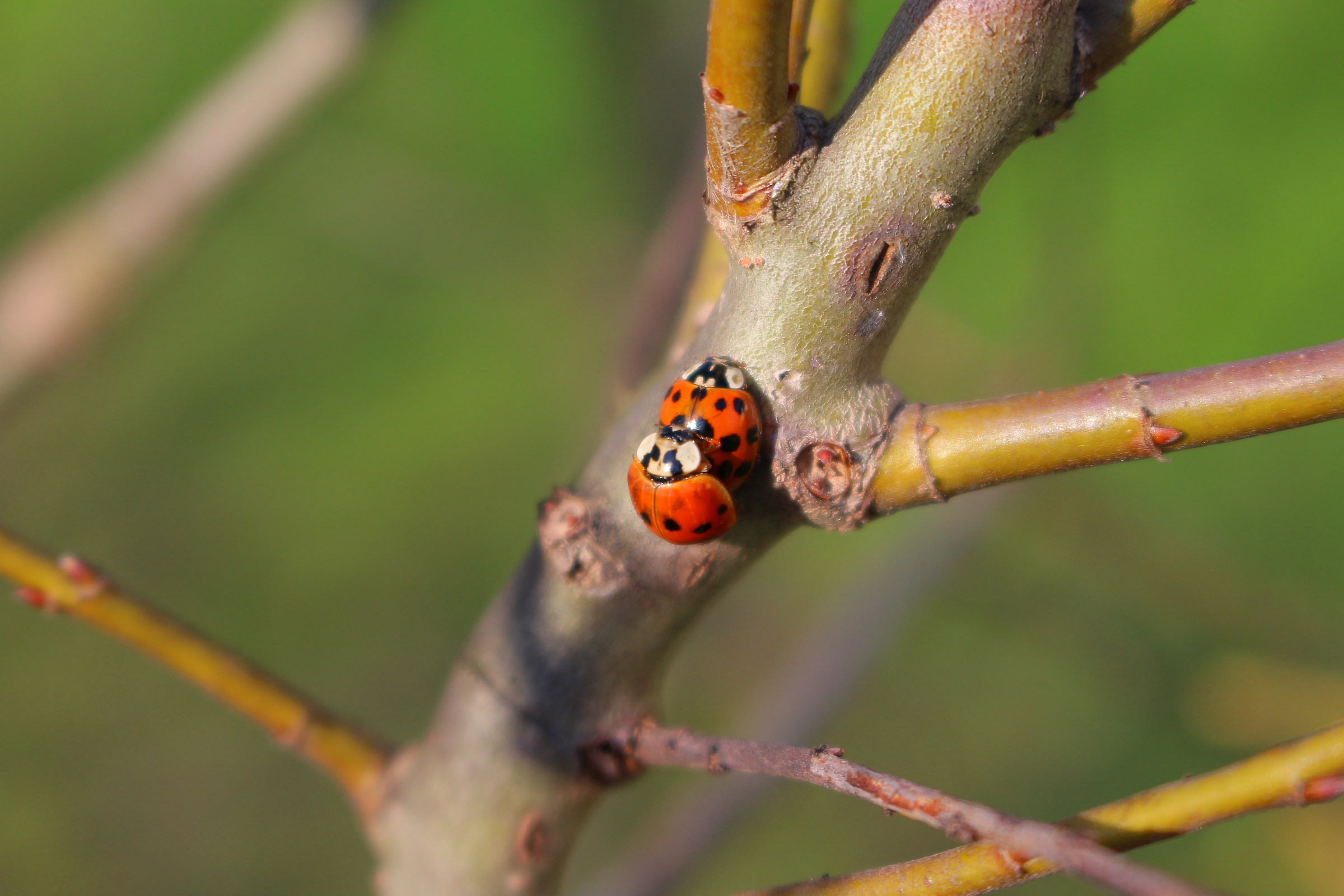 Ladybugs in "intimacy"