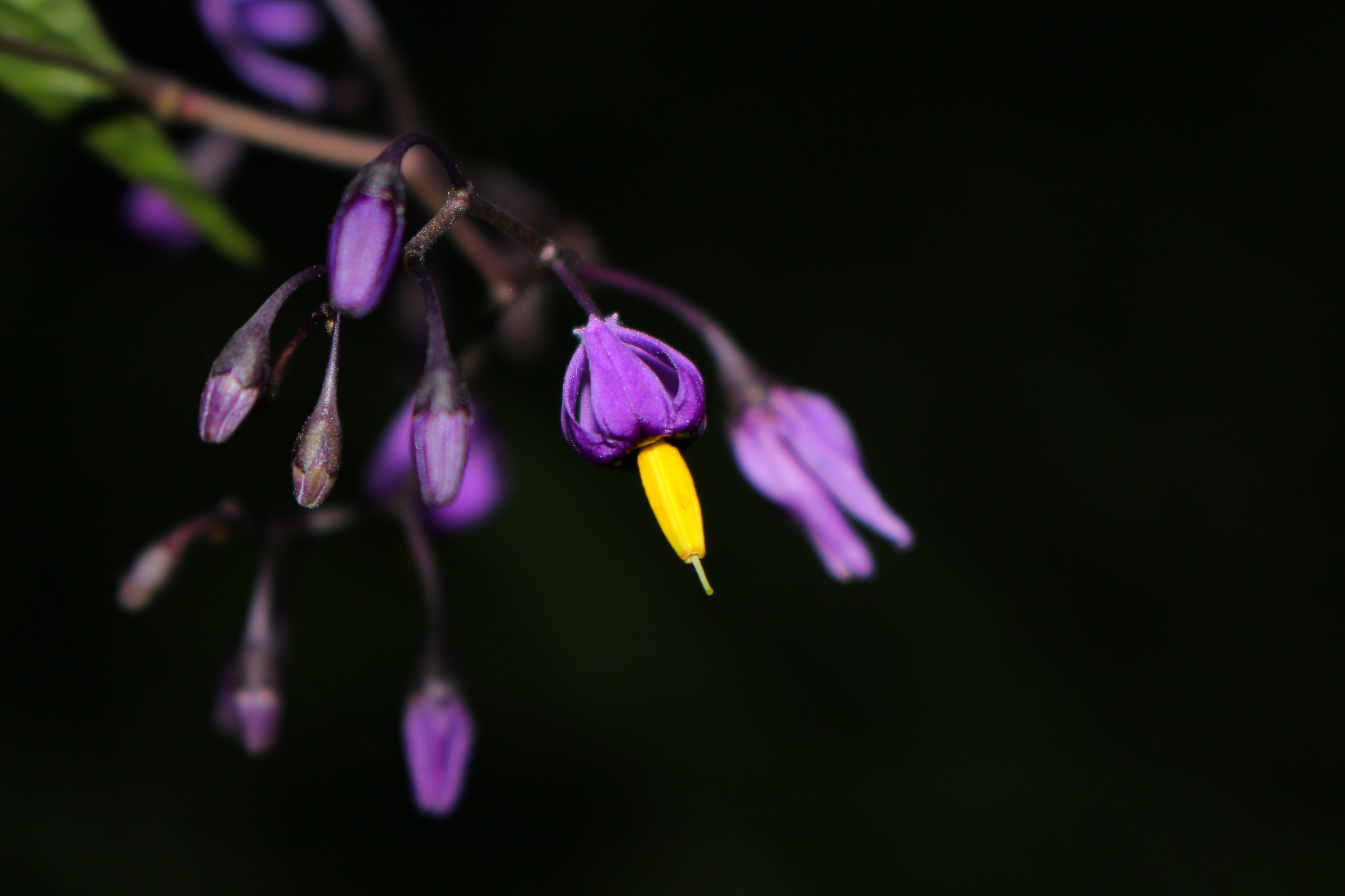 Purple plain Floret-evening photo